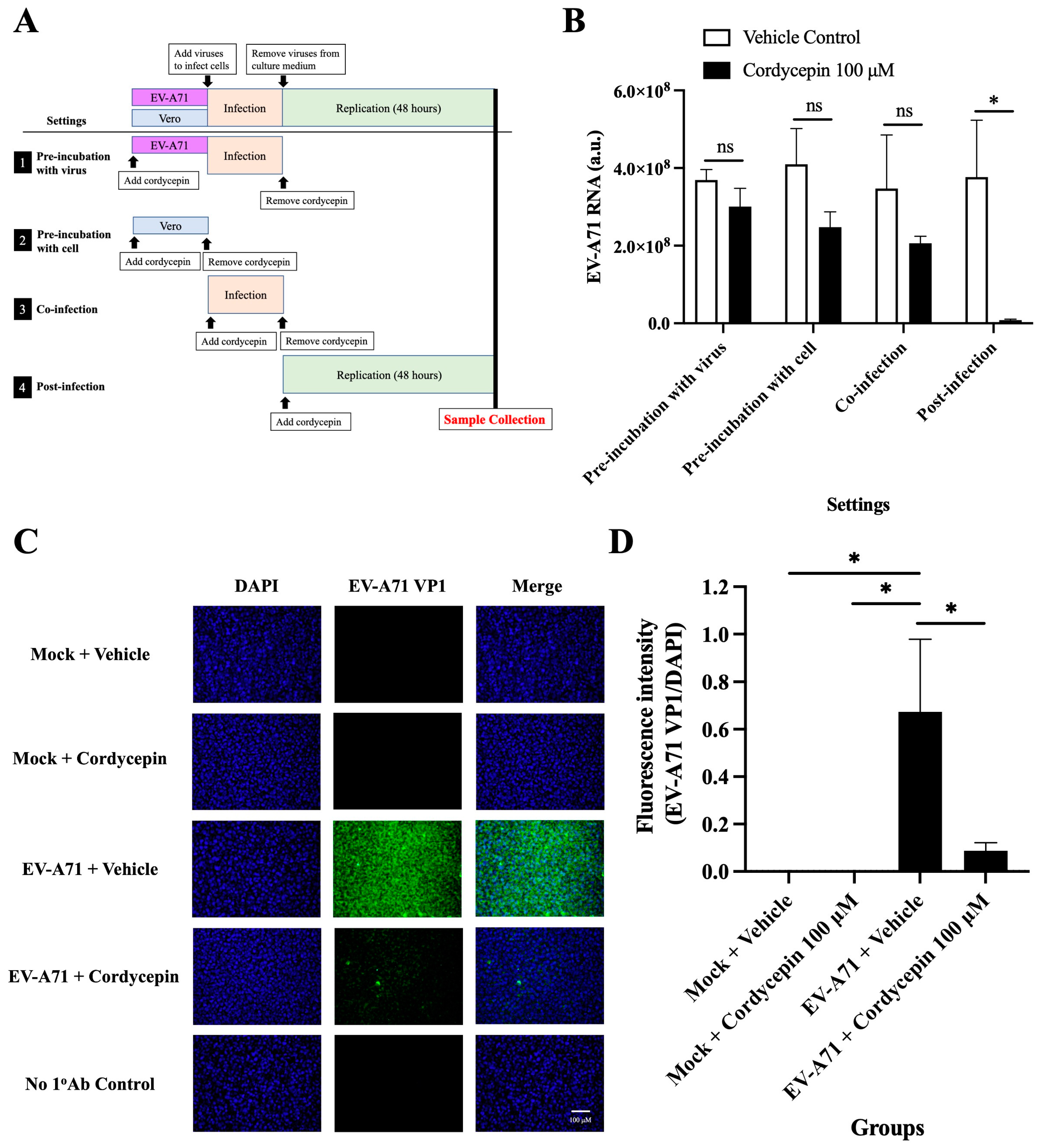 Viruses 16 00352 g006