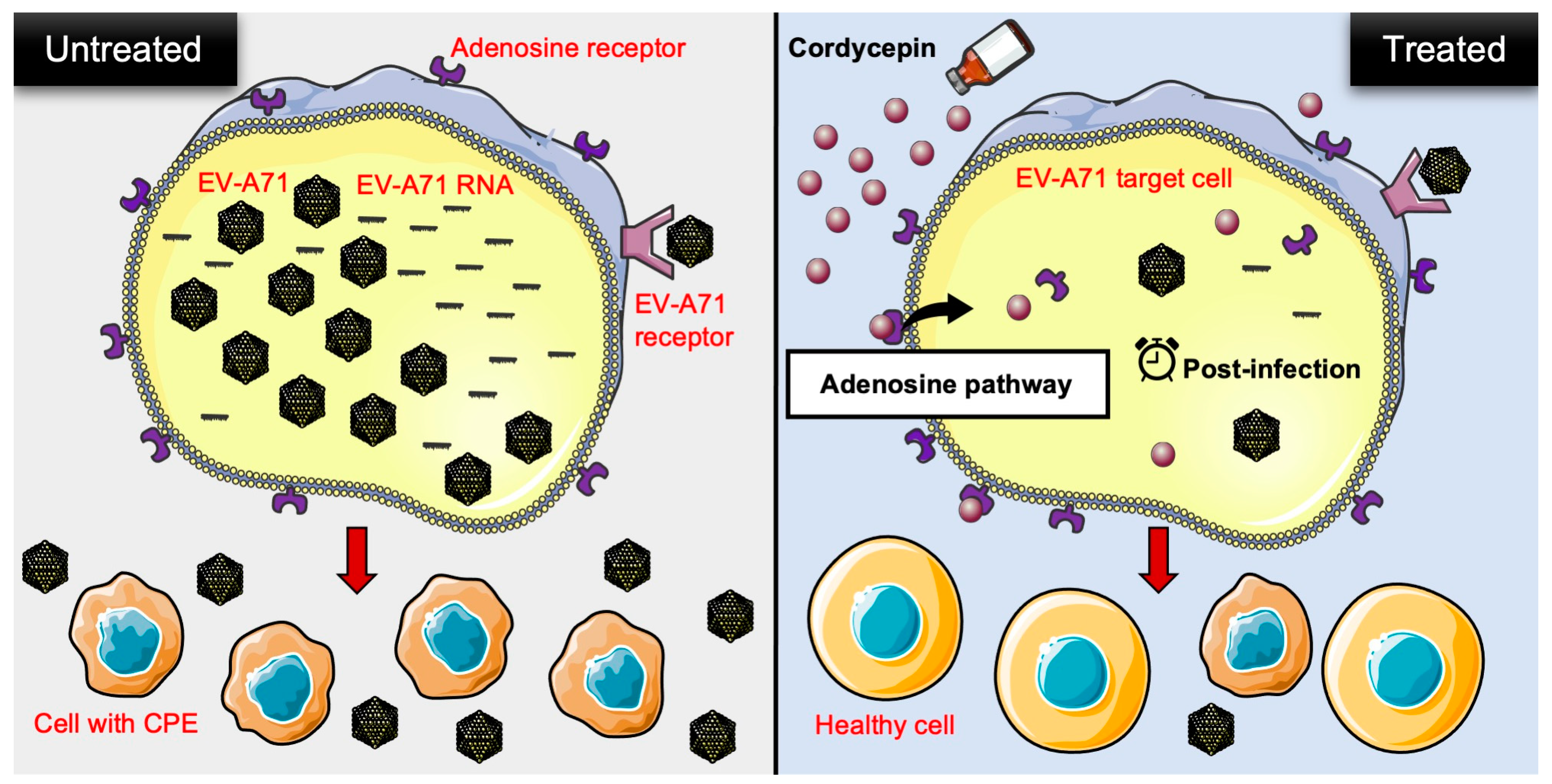 Viruses 16 00352 g008