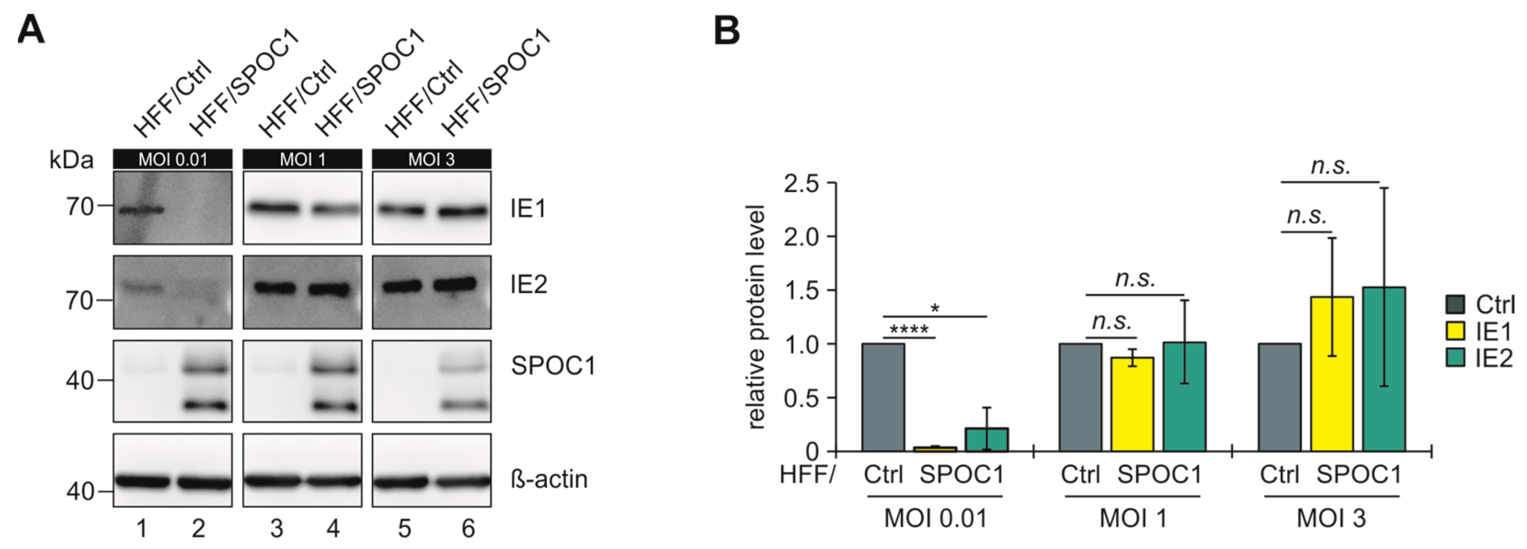Viruses 16 00363 g001
