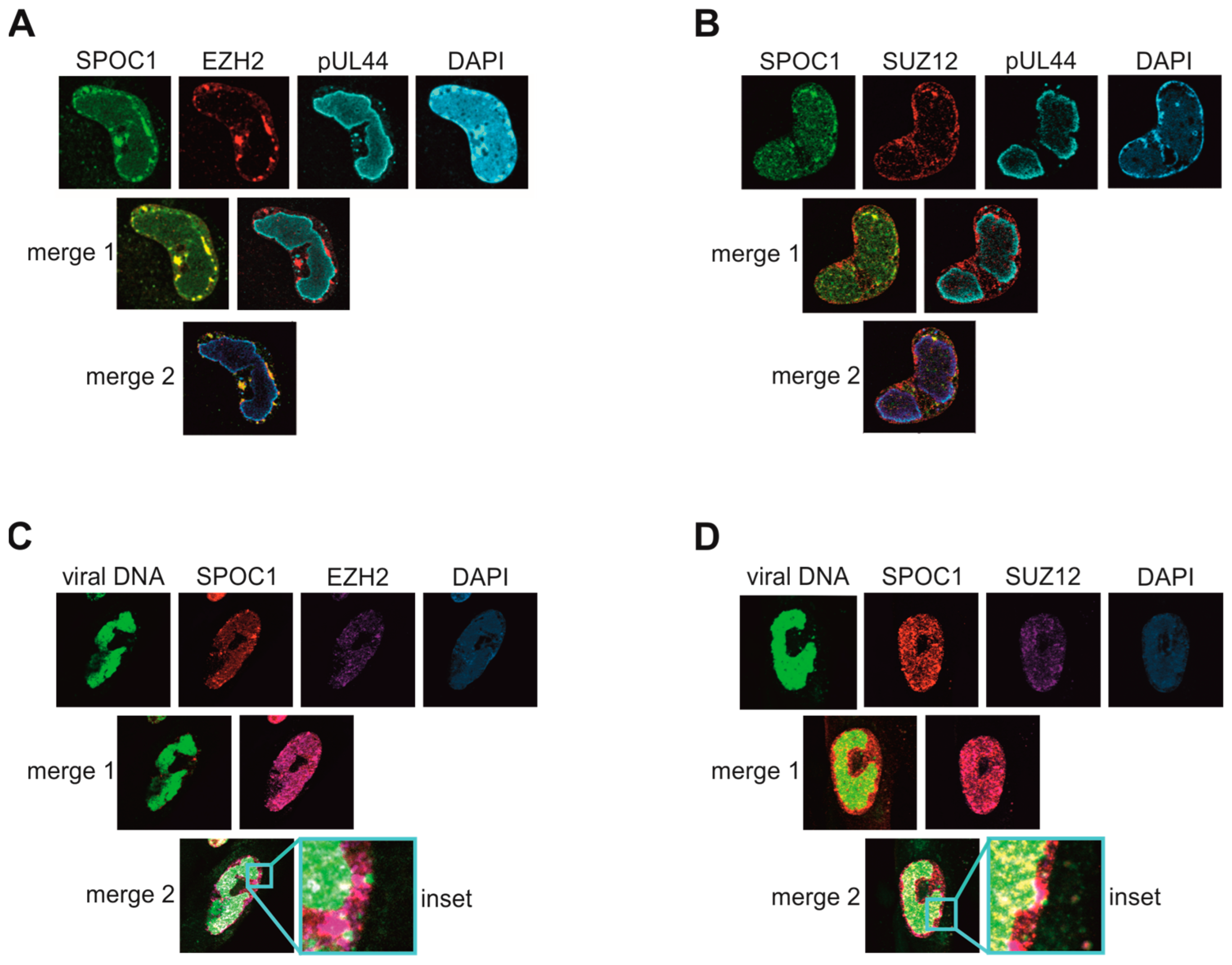 Viruses 16 00363 g006