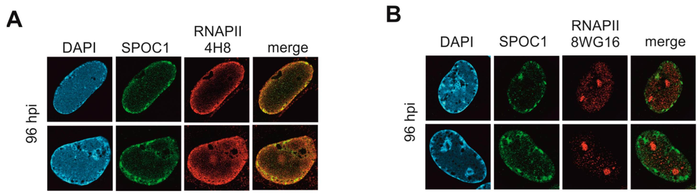Viruses 16 00363 g008