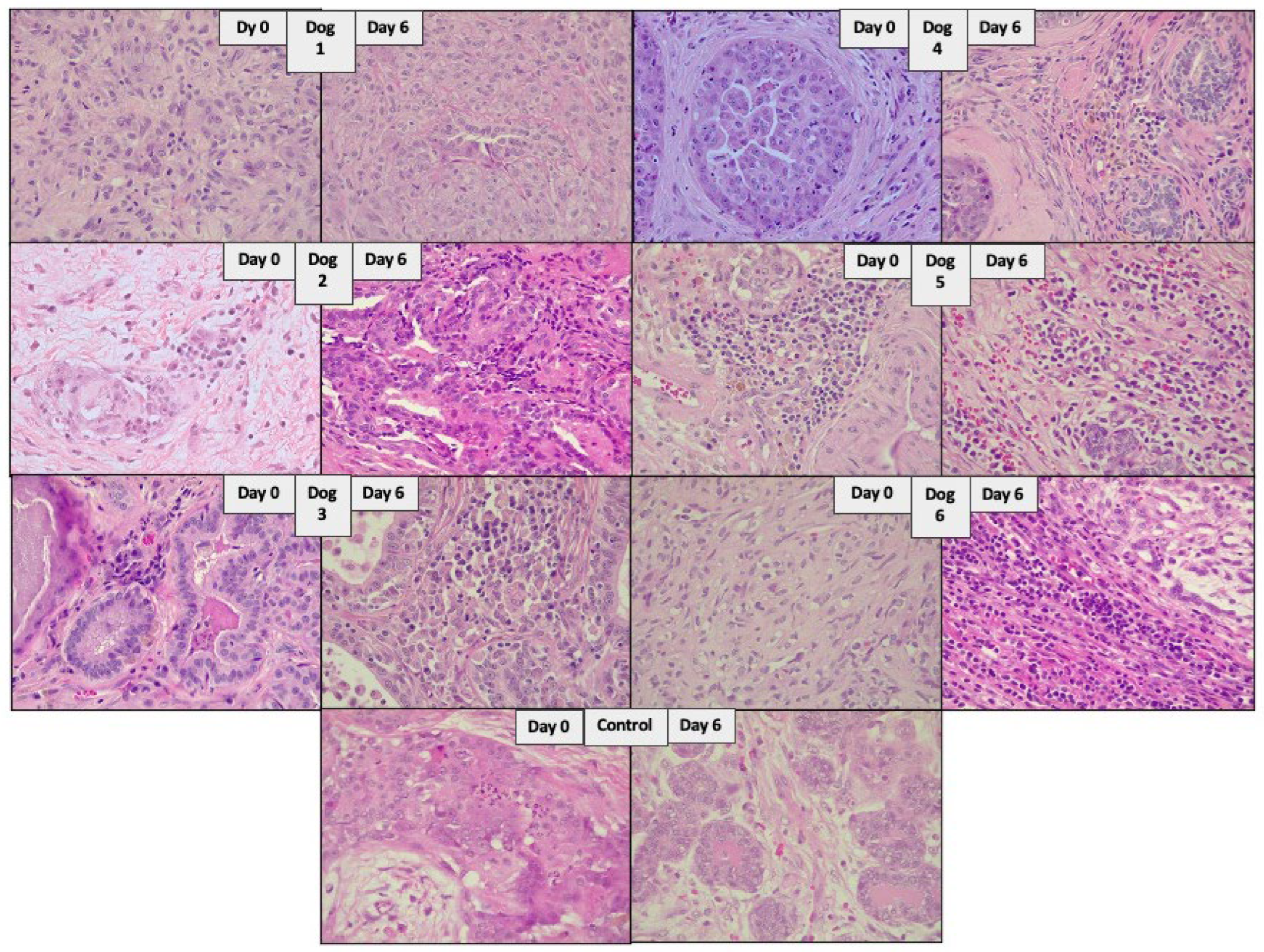 Viruses 16 00372 g005