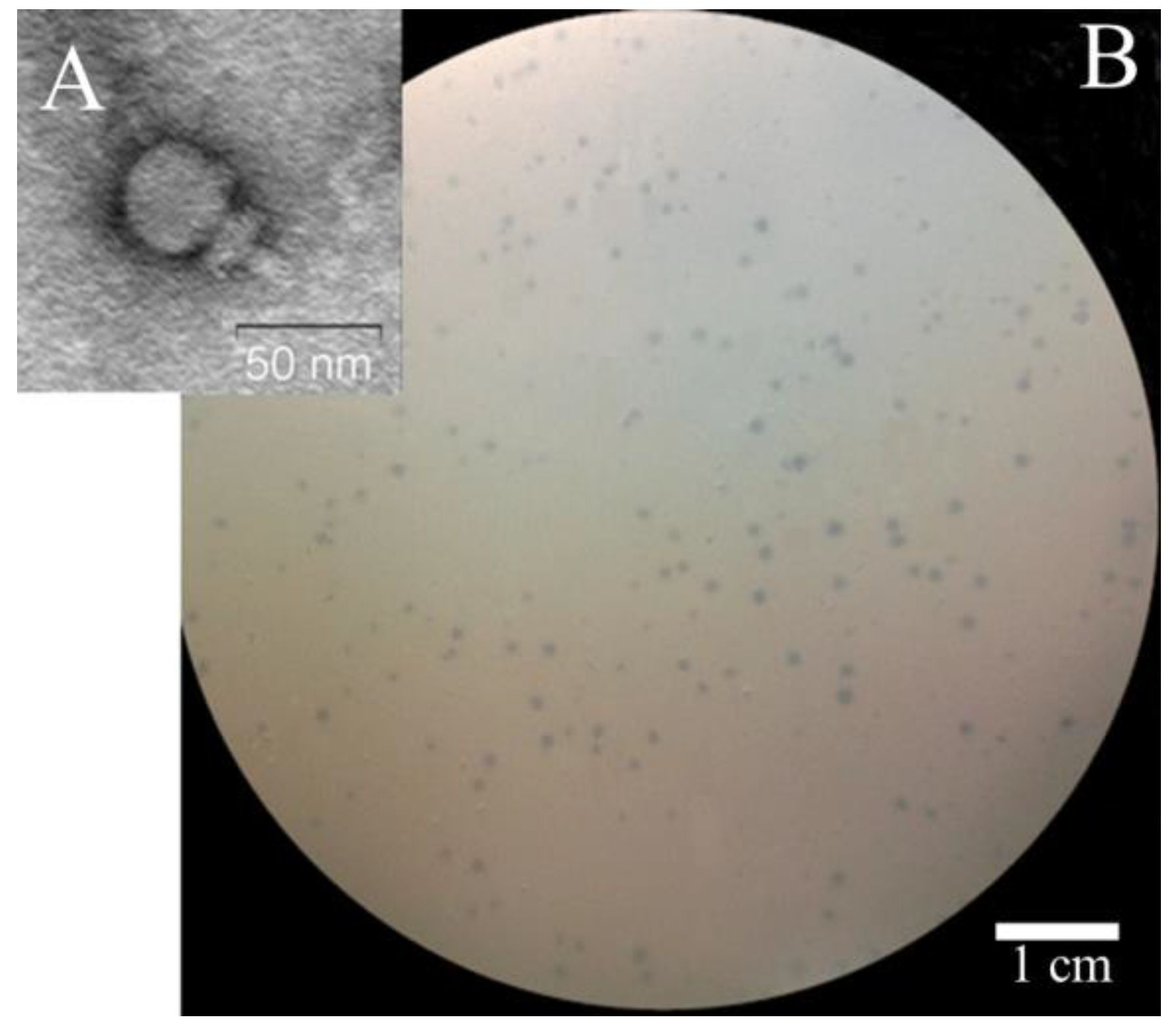 Viruses 16 00385 g001