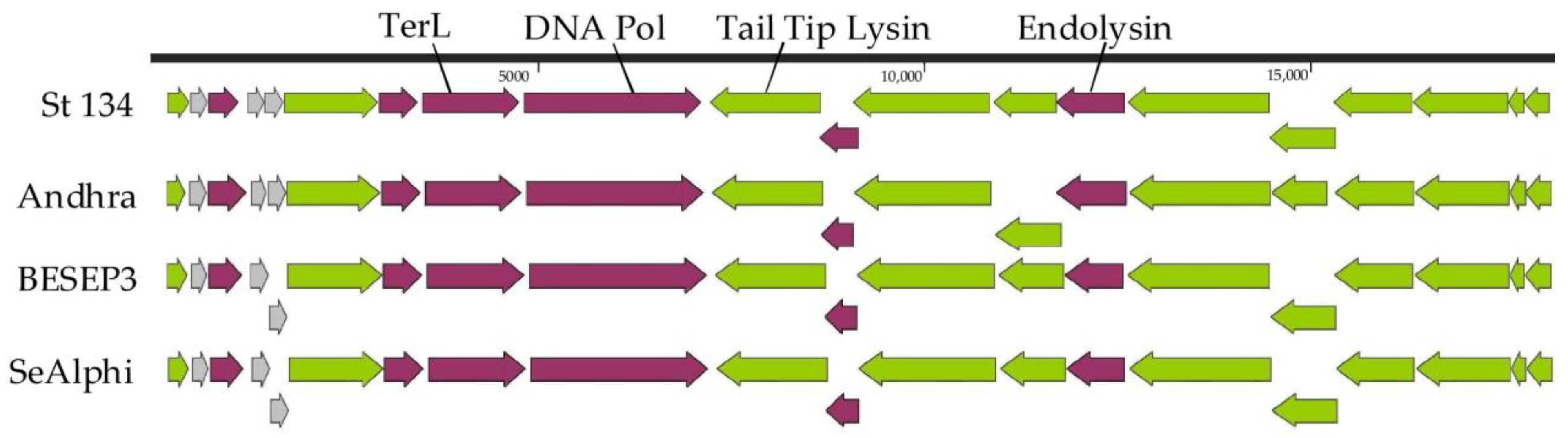 Viruses 16 00385 g003