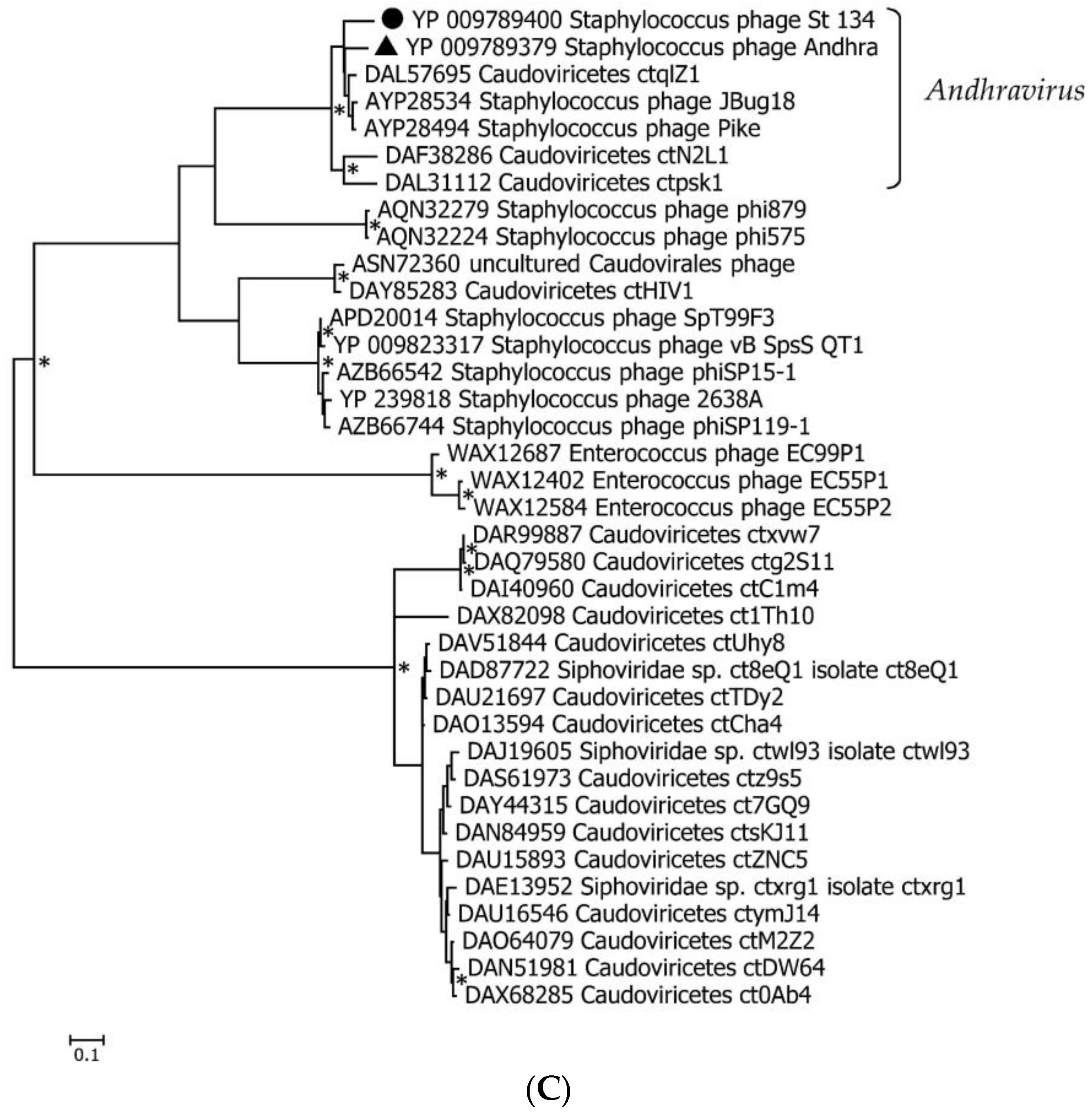 Viruses 16 00385 g005b