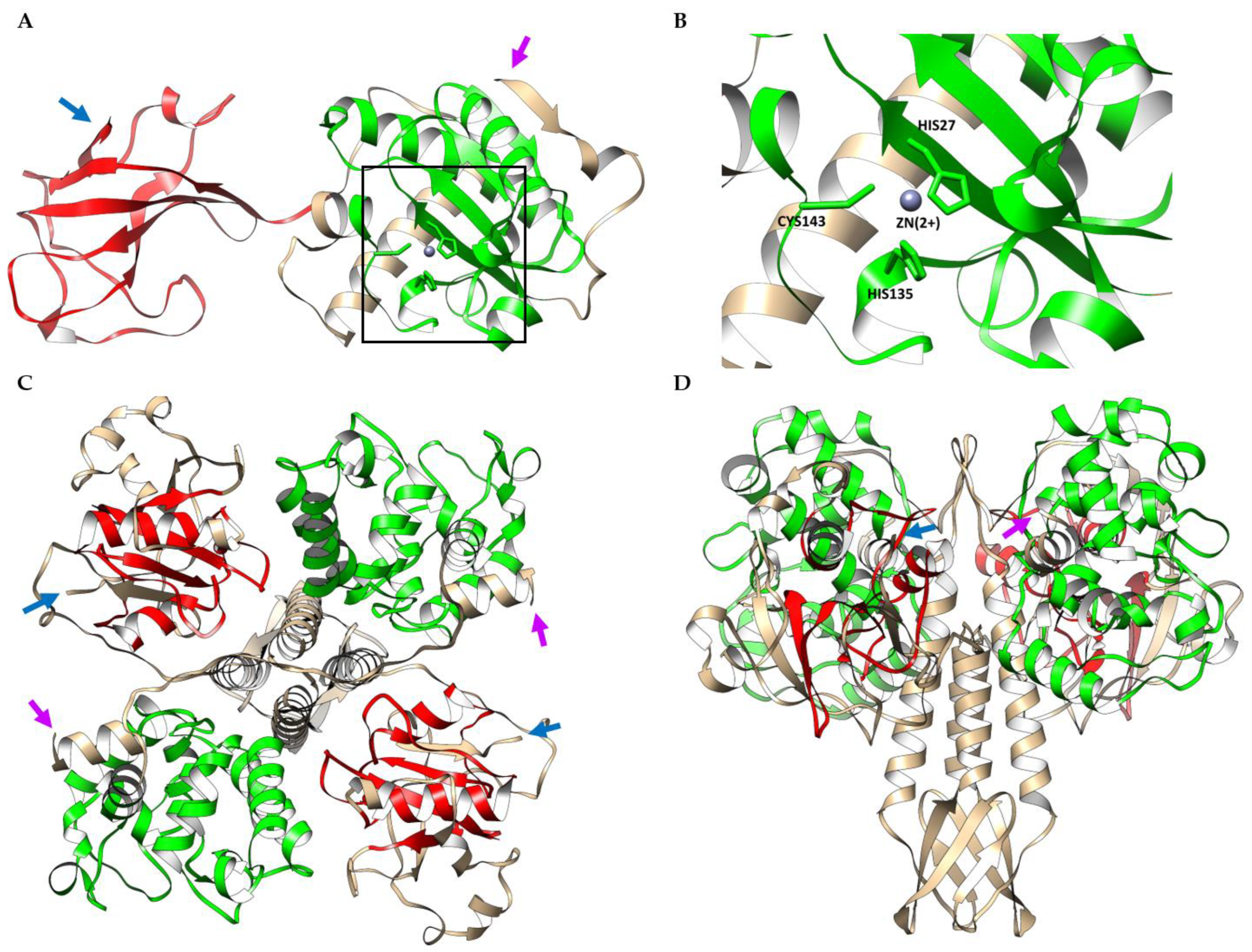 Viruses 16 00385 g006