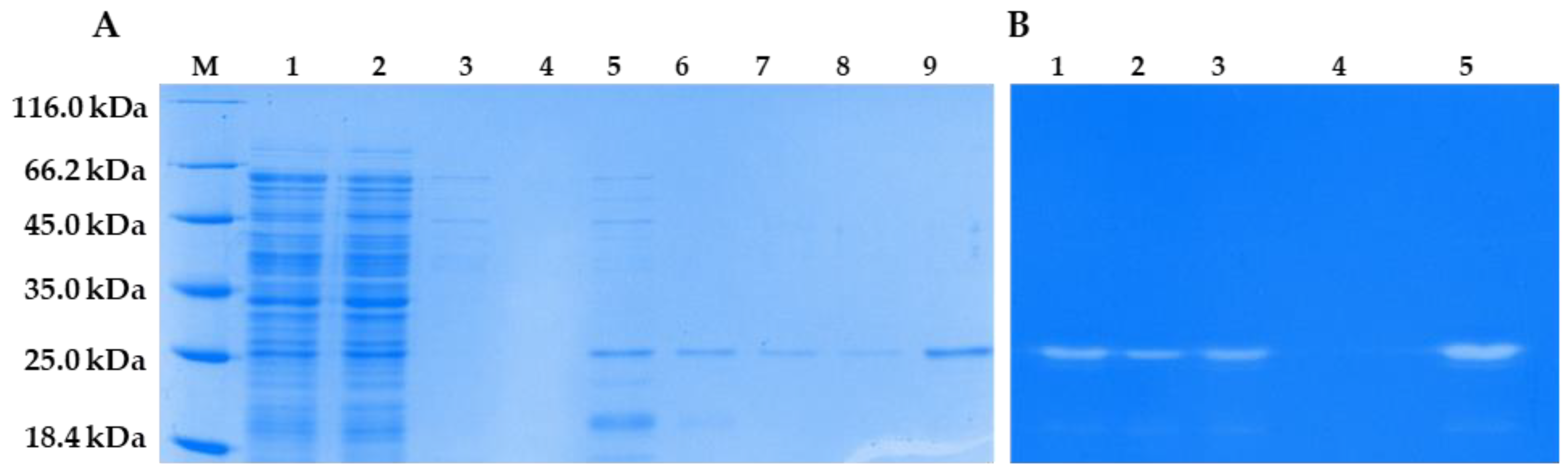 Viruses 16 00385 g007