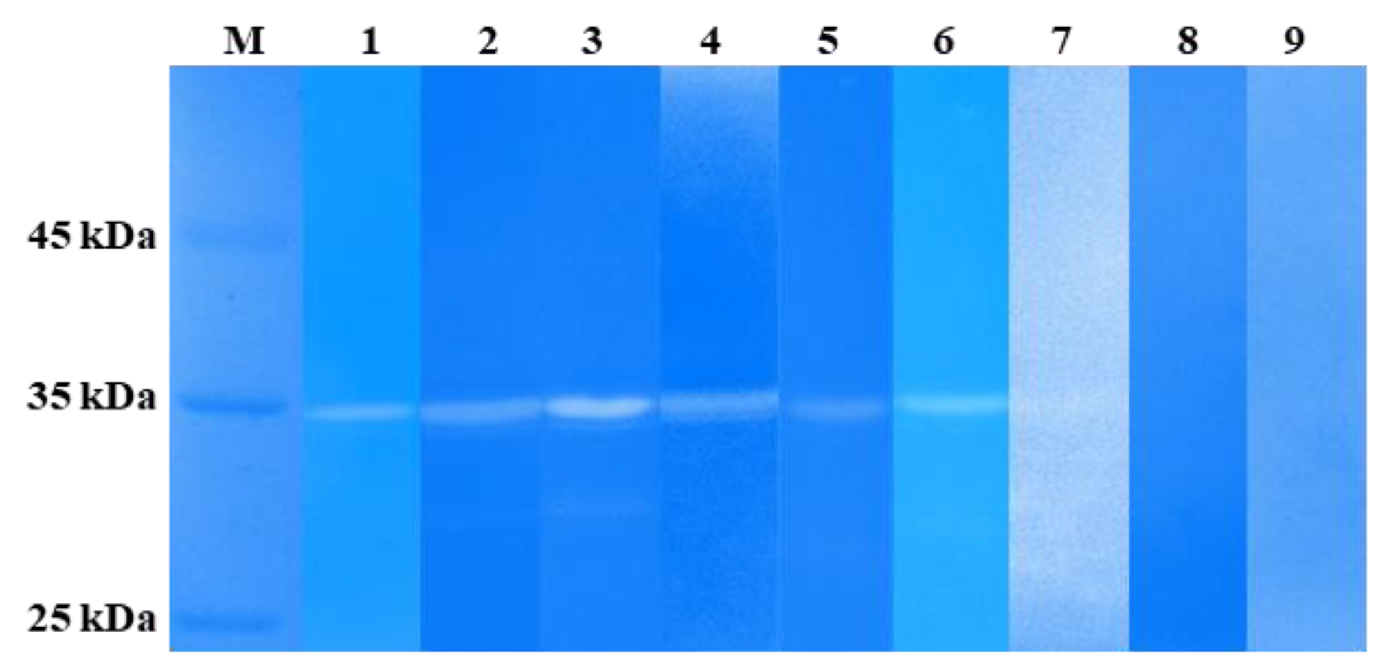 Viruses 16 00385 g008