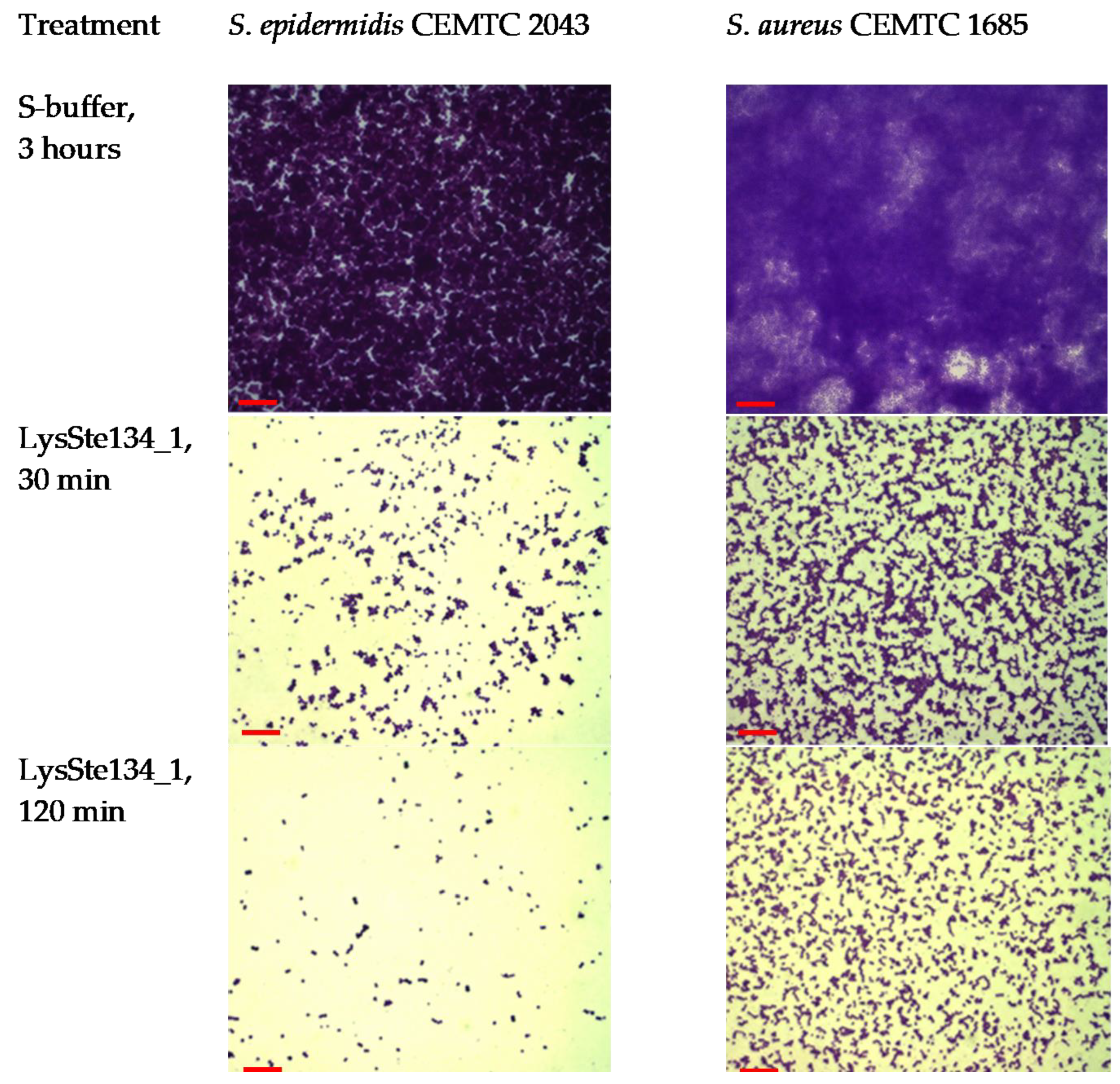 Viruses 16 00385 g010