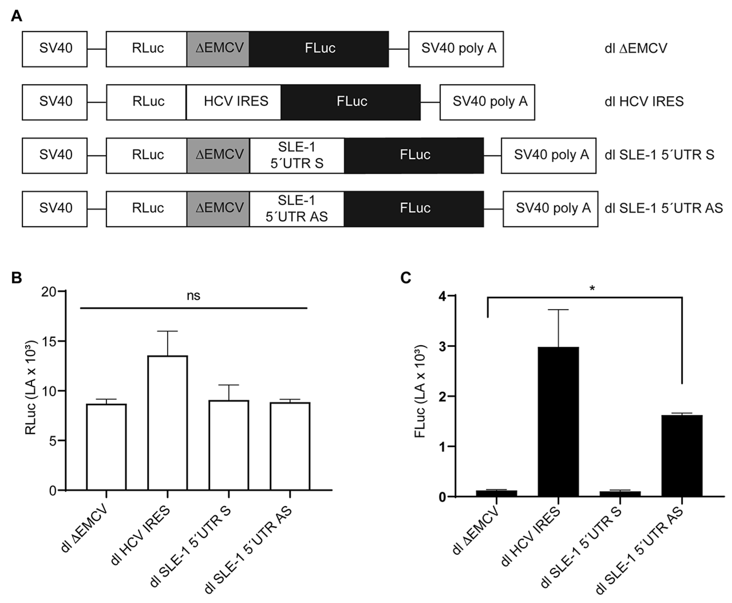 Viruses 16 00403 g005