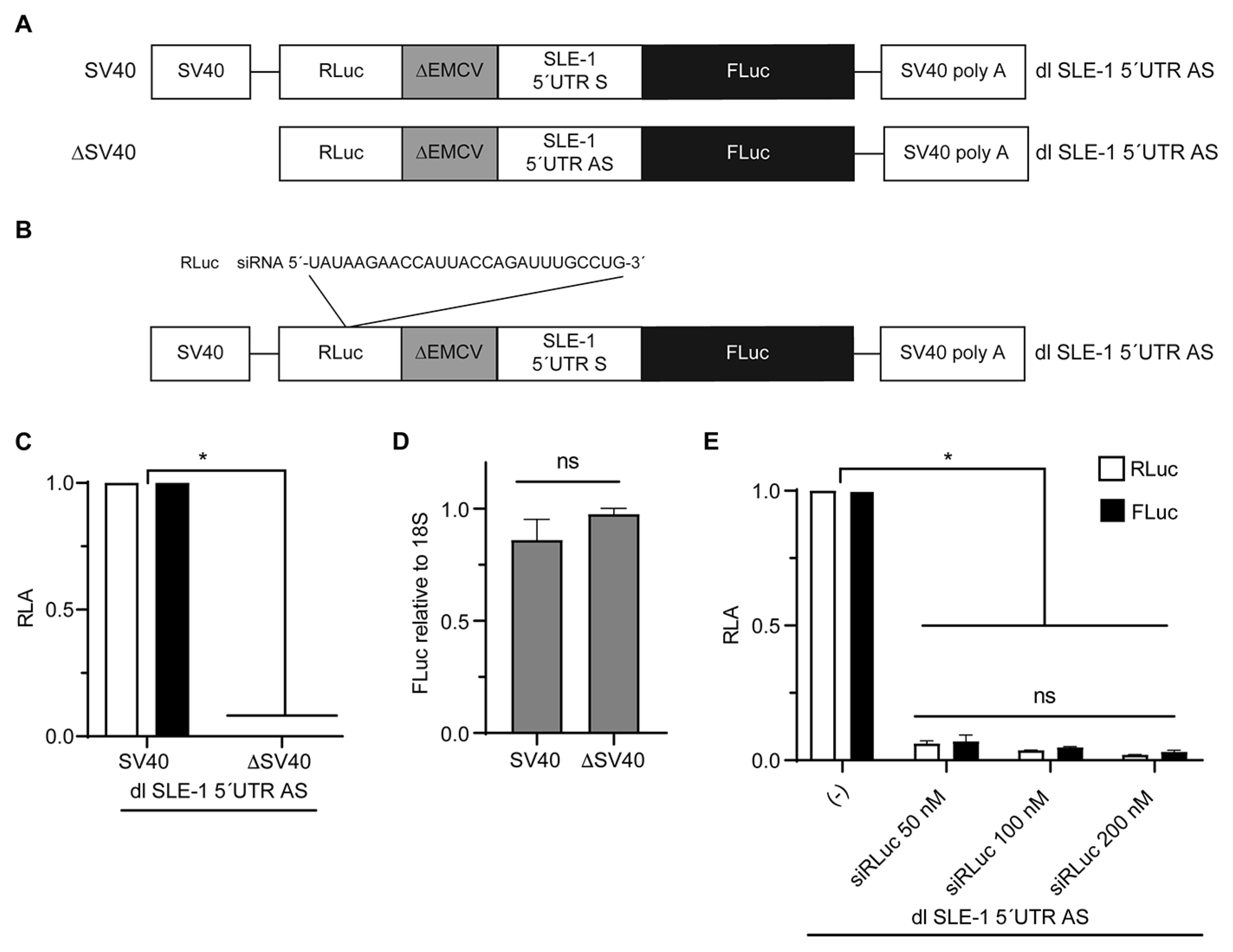 Viruses 16 00403 g006