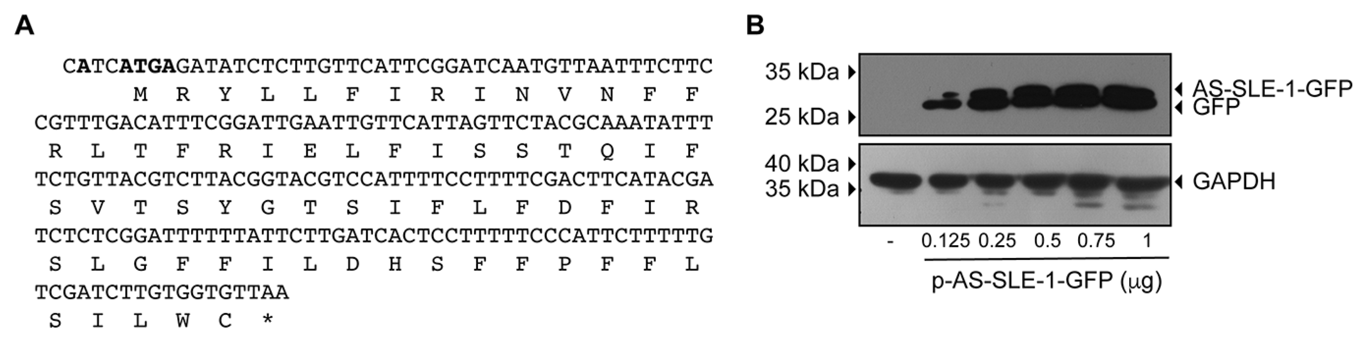 Viruses 16 00403 g009