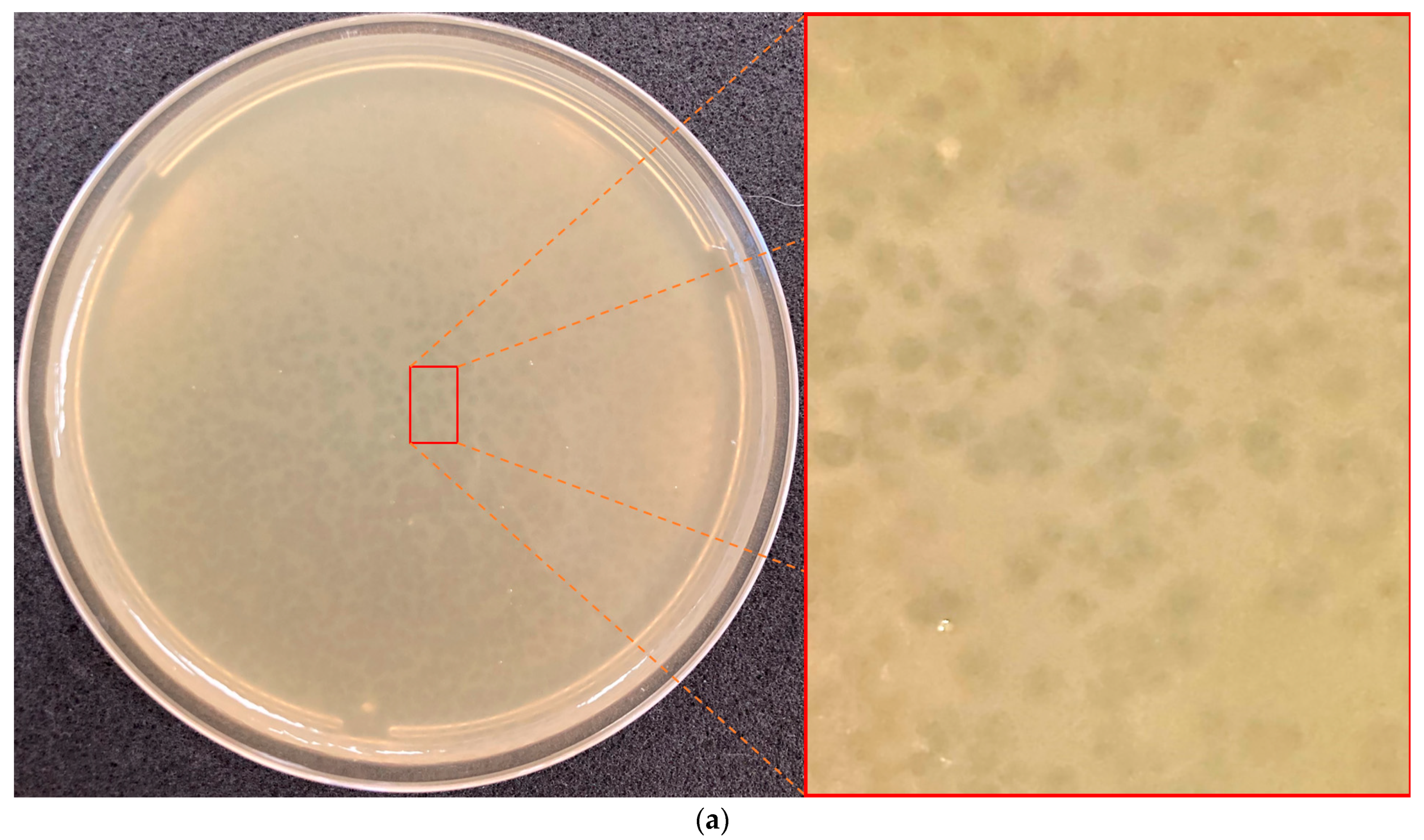 Viruses 16 00406 g001a