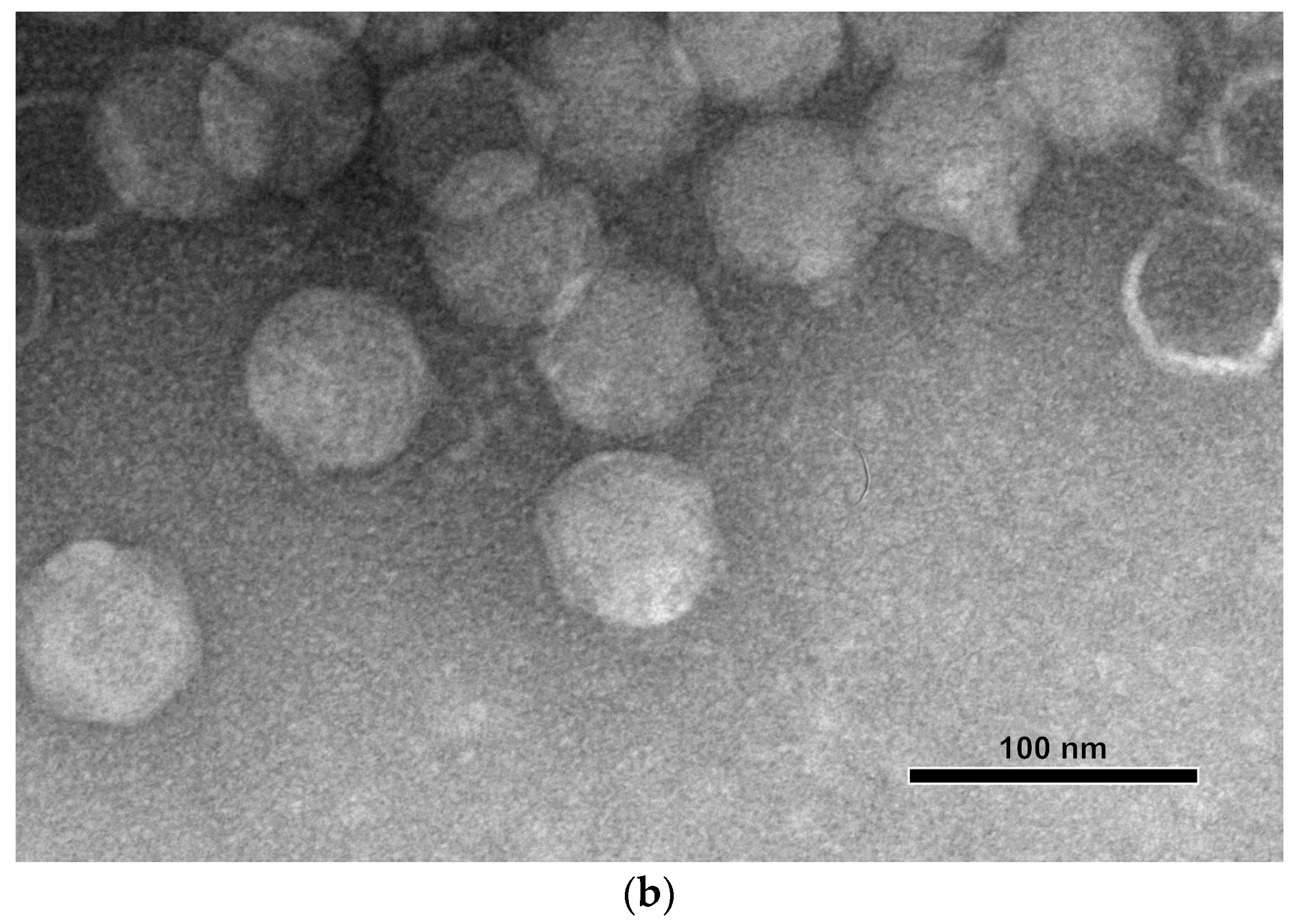 Viruses 16 00406 g001b