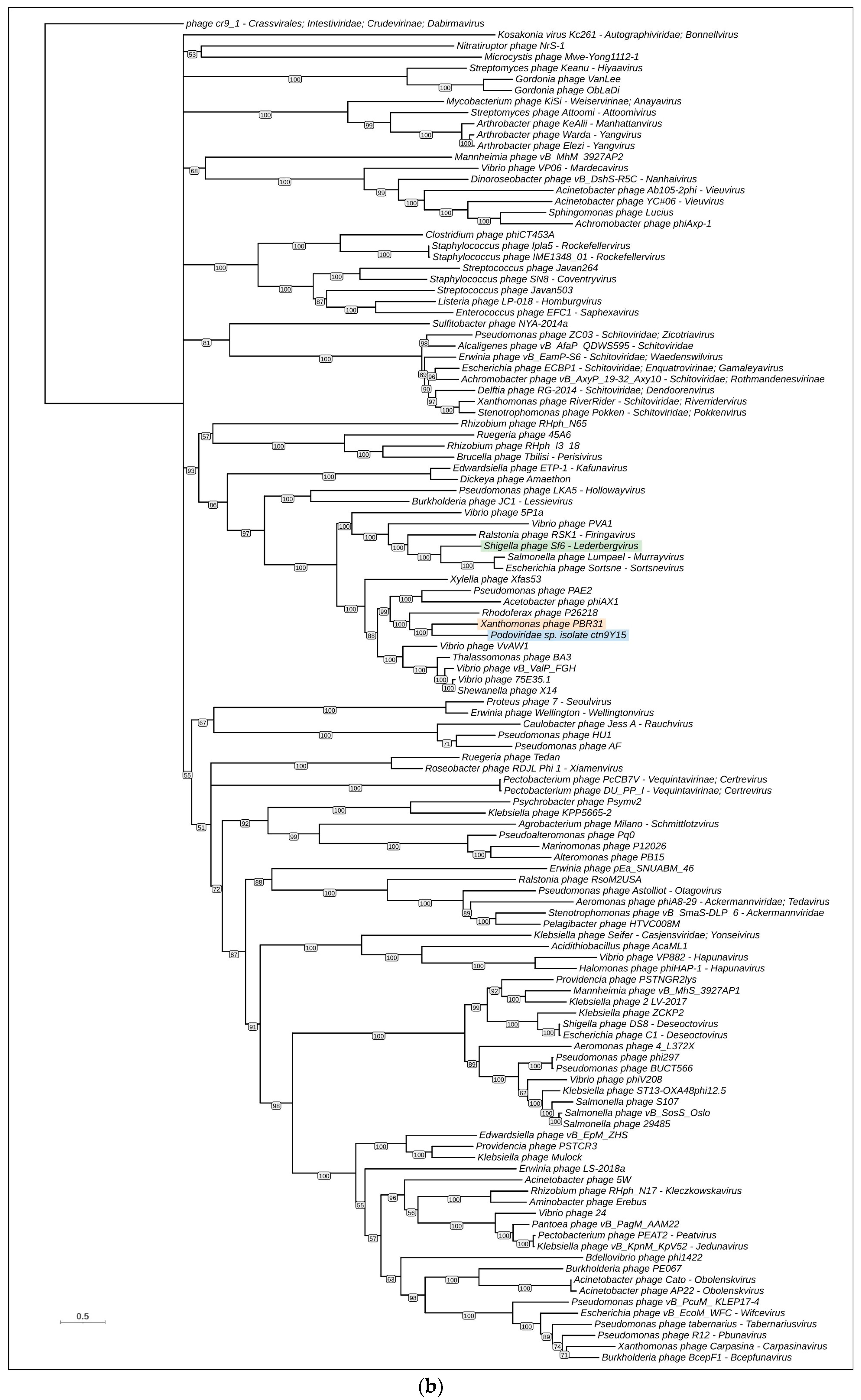 Viruses 16 00406 g006b