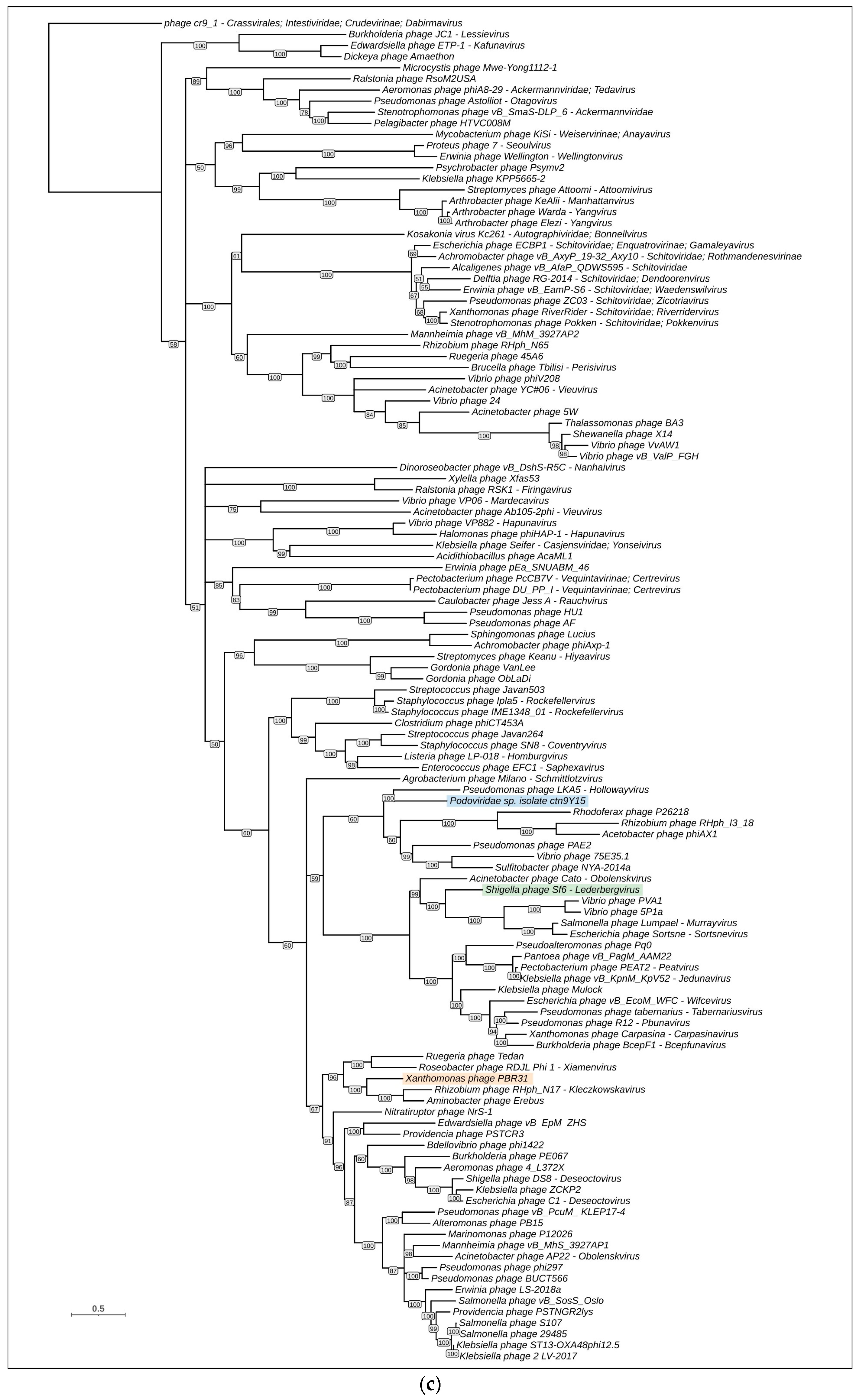 Viruses 16 00406 g006c
