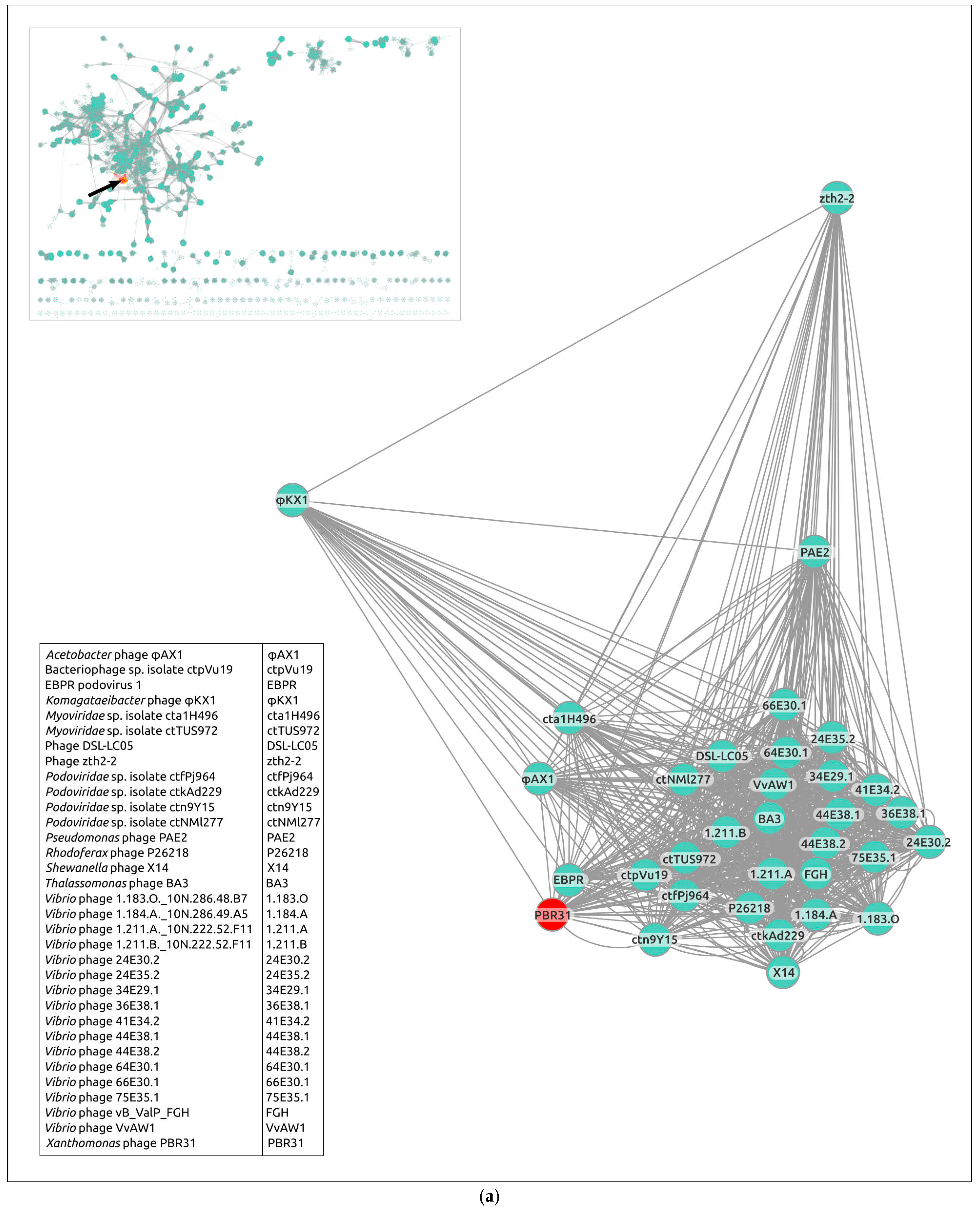 Viruses 16 00406 g007a