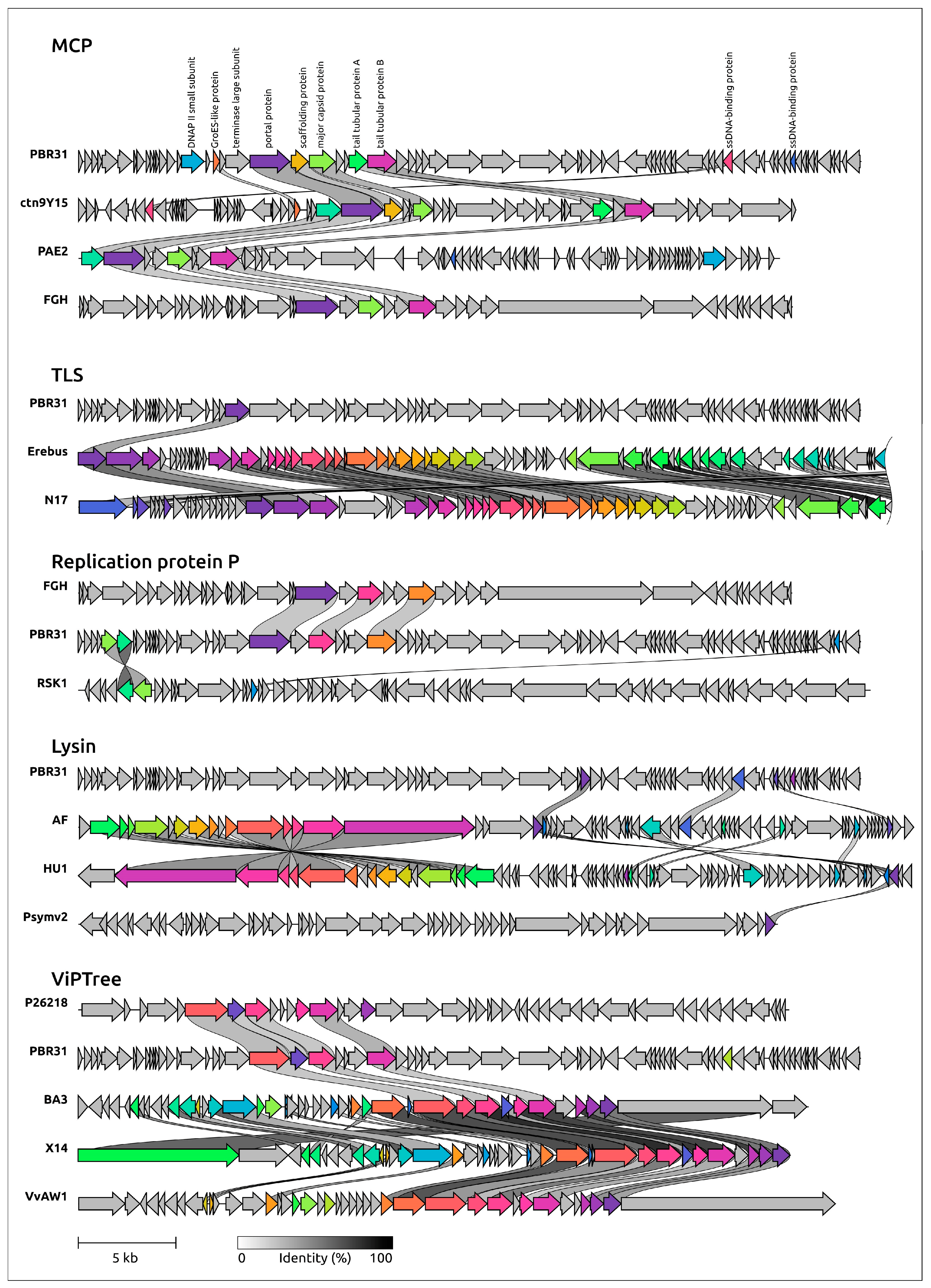 Viruses 16 00406 g008