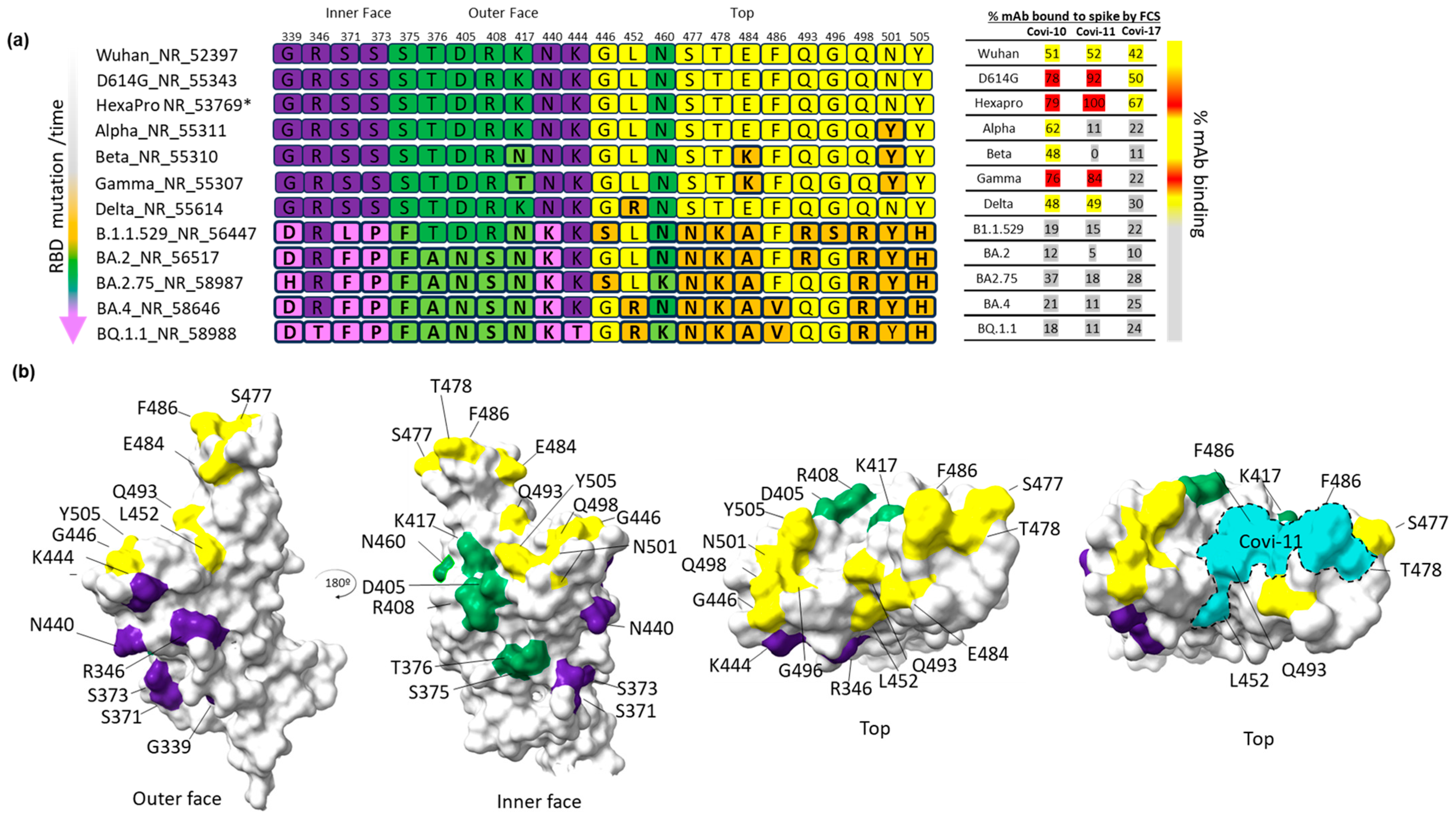 Viruses 16 00407 g003