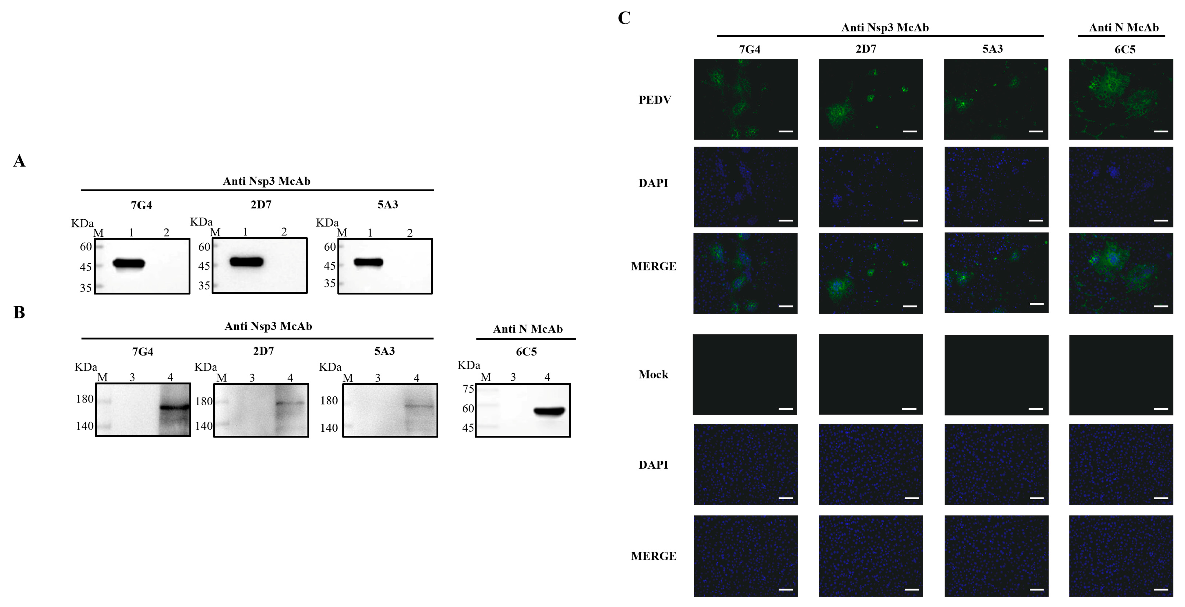 Viruses 16 00424 g003
