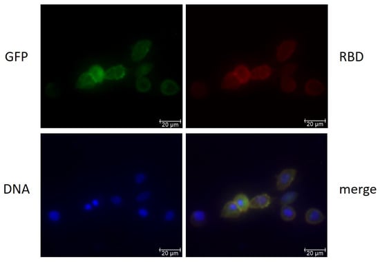 Viruses 16 00426 g0a2