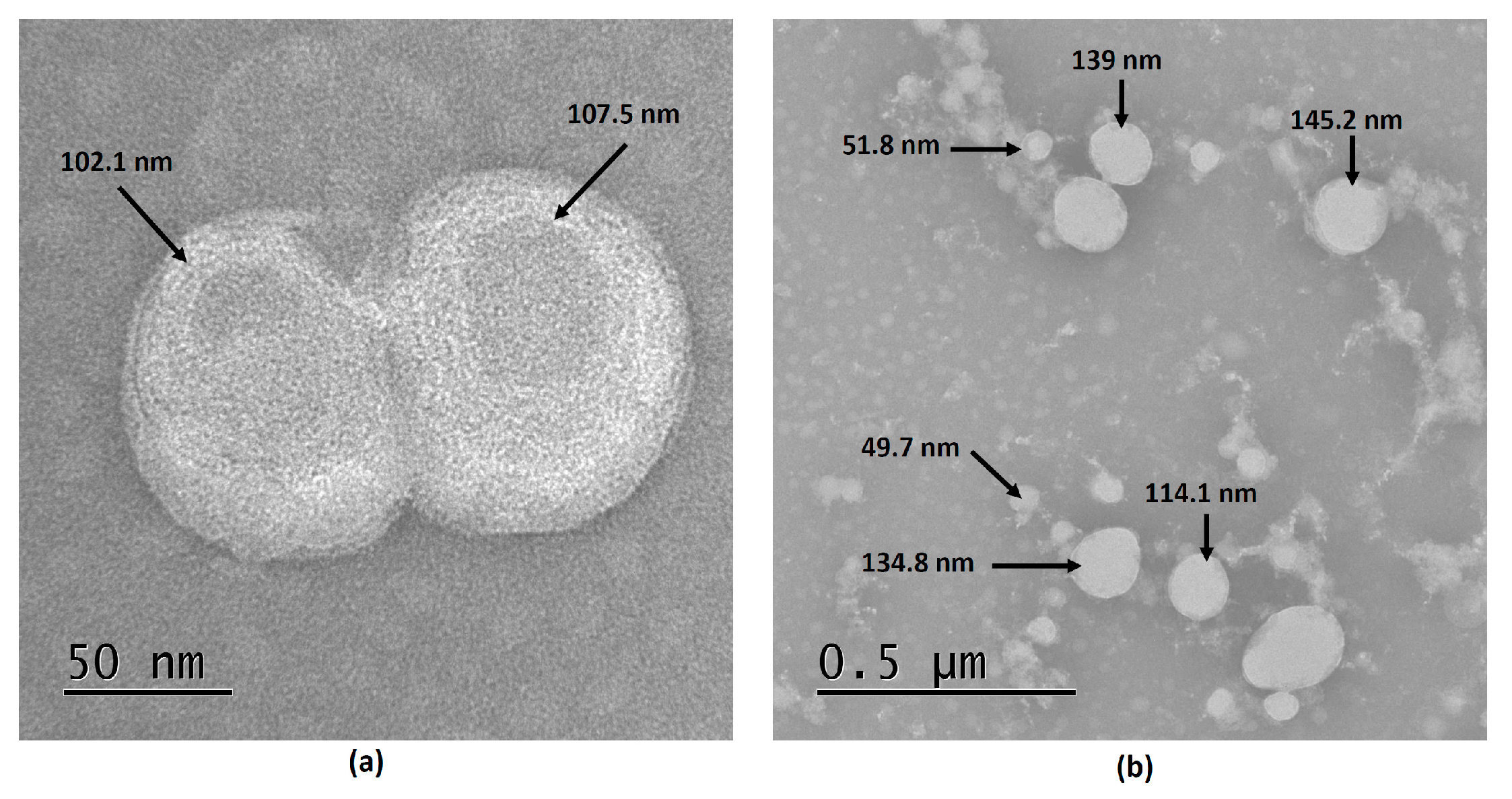 Viruses 16 00431 g001 Viruses 16 00431 g001