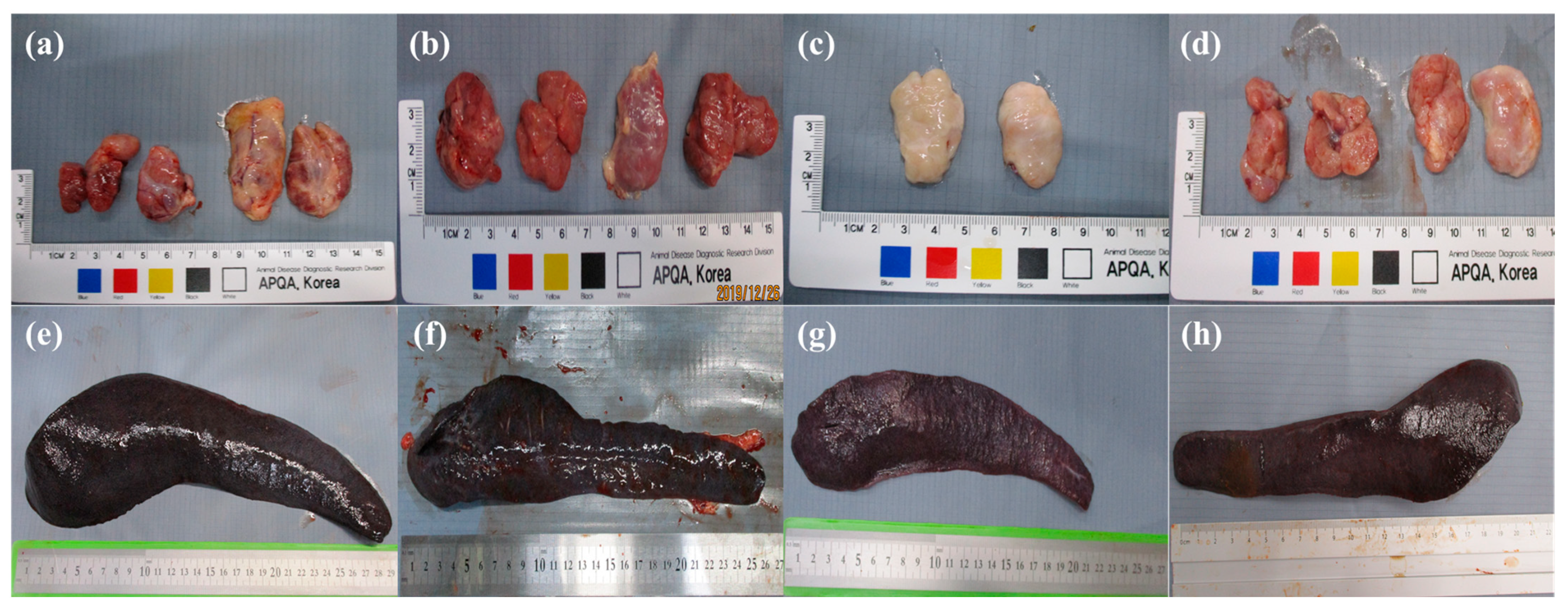 Viruses 16 00433 g002