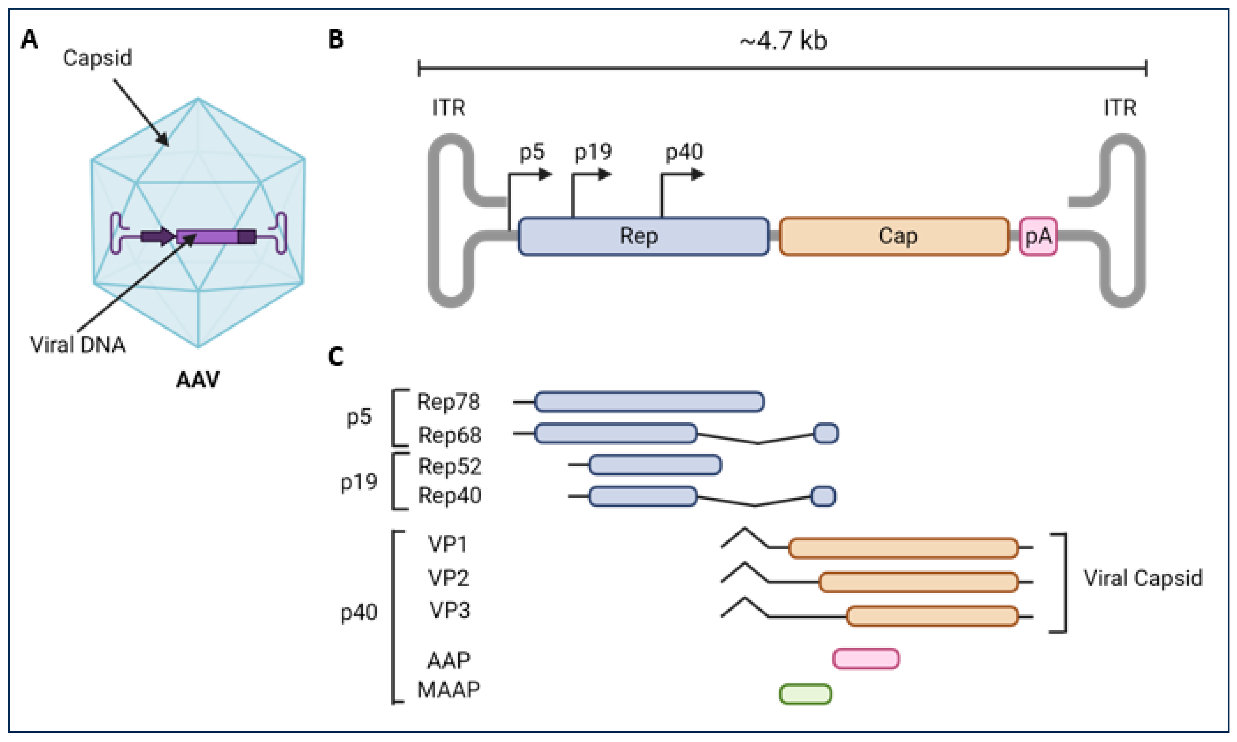 Natural Adeno-Associated Virus Serotypes and Engineered Adeno ...