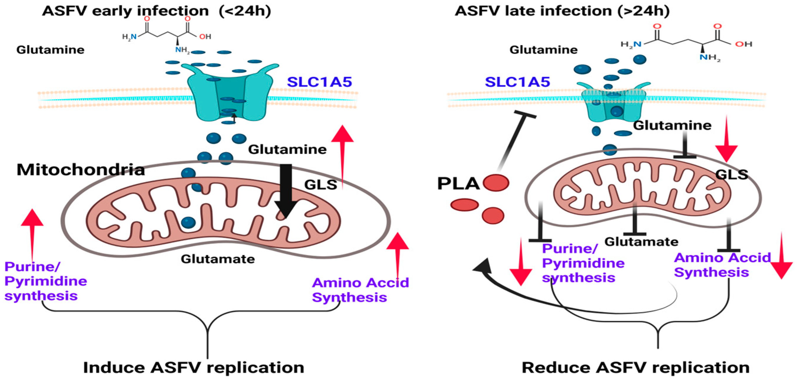 Viruses 16 00449 g007