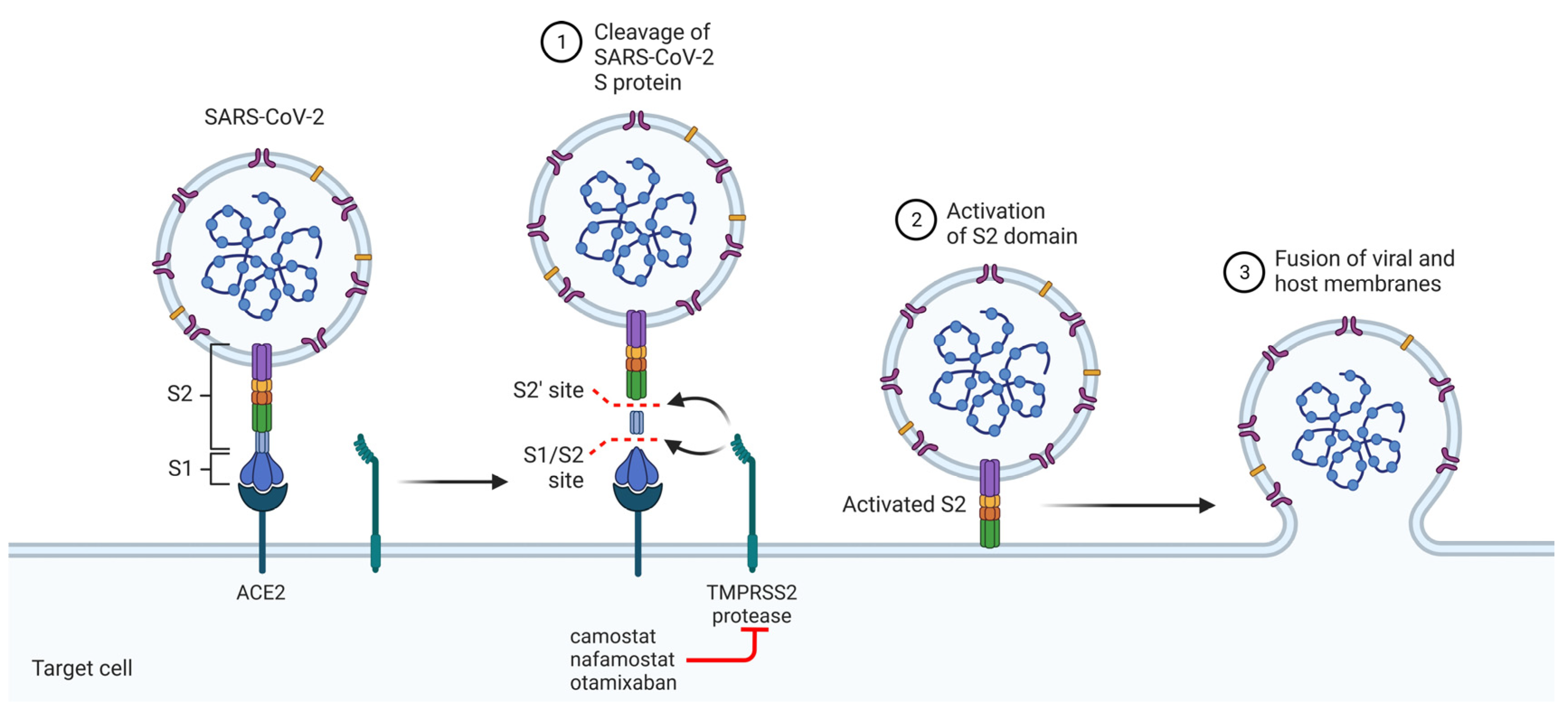 Viruses 16 00450 g001