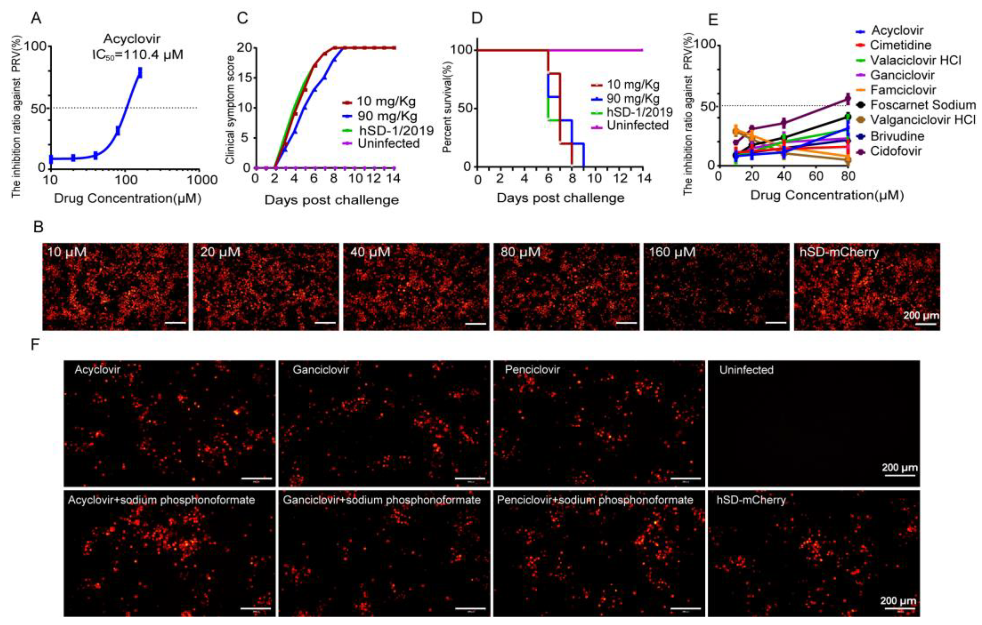 Viruses 16 00464 g002