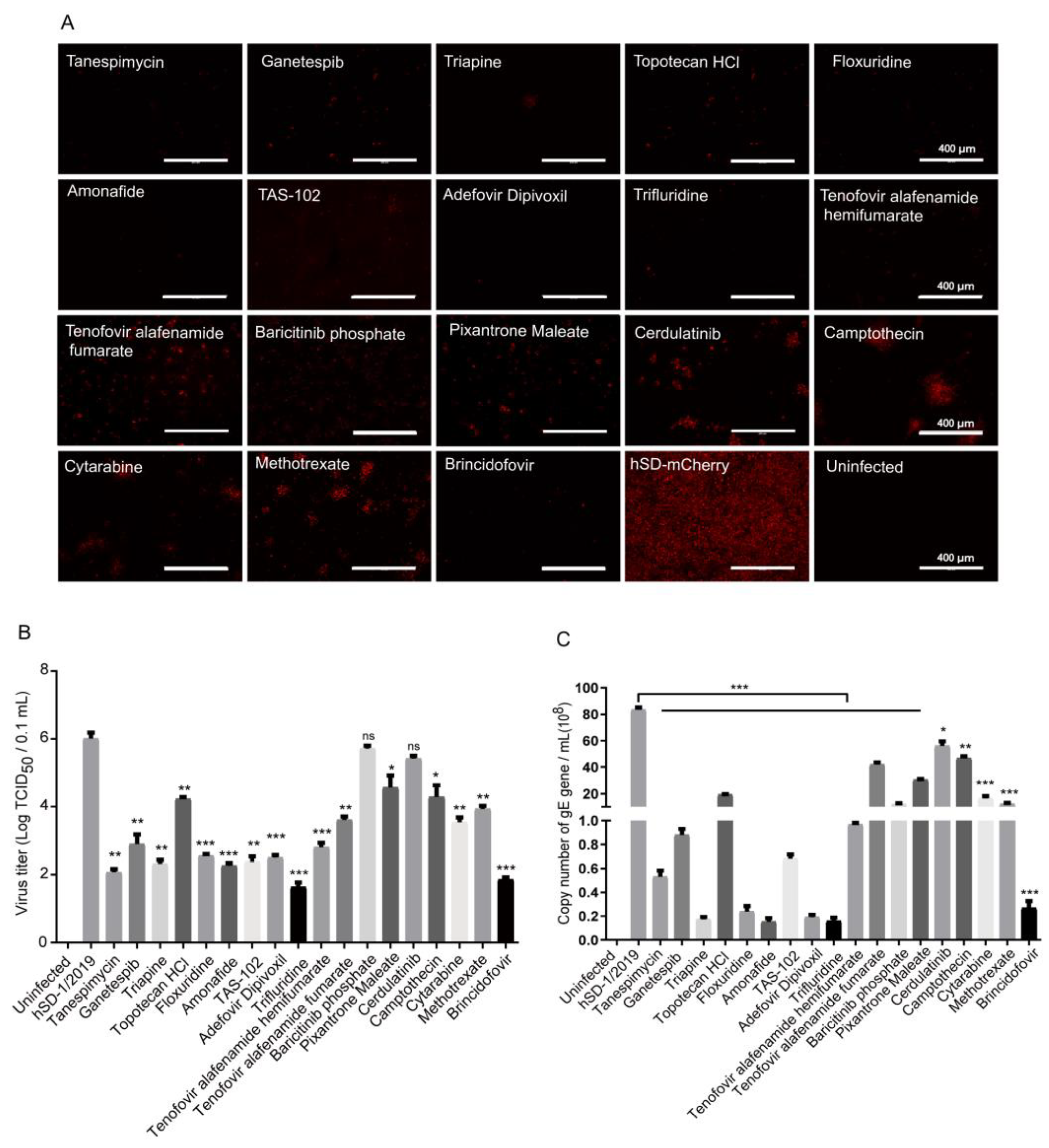 Viruses 16 00464 g004