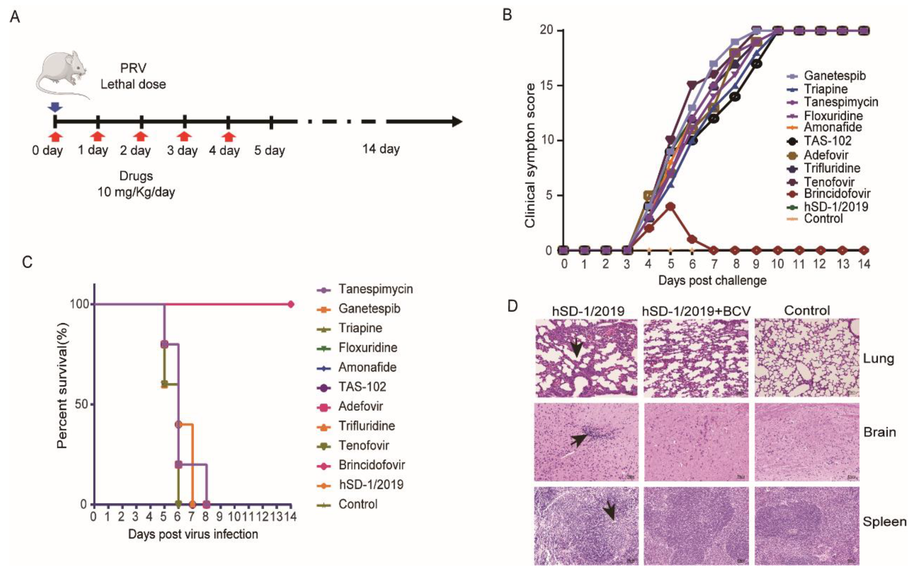 Viruses 16 00464 g005