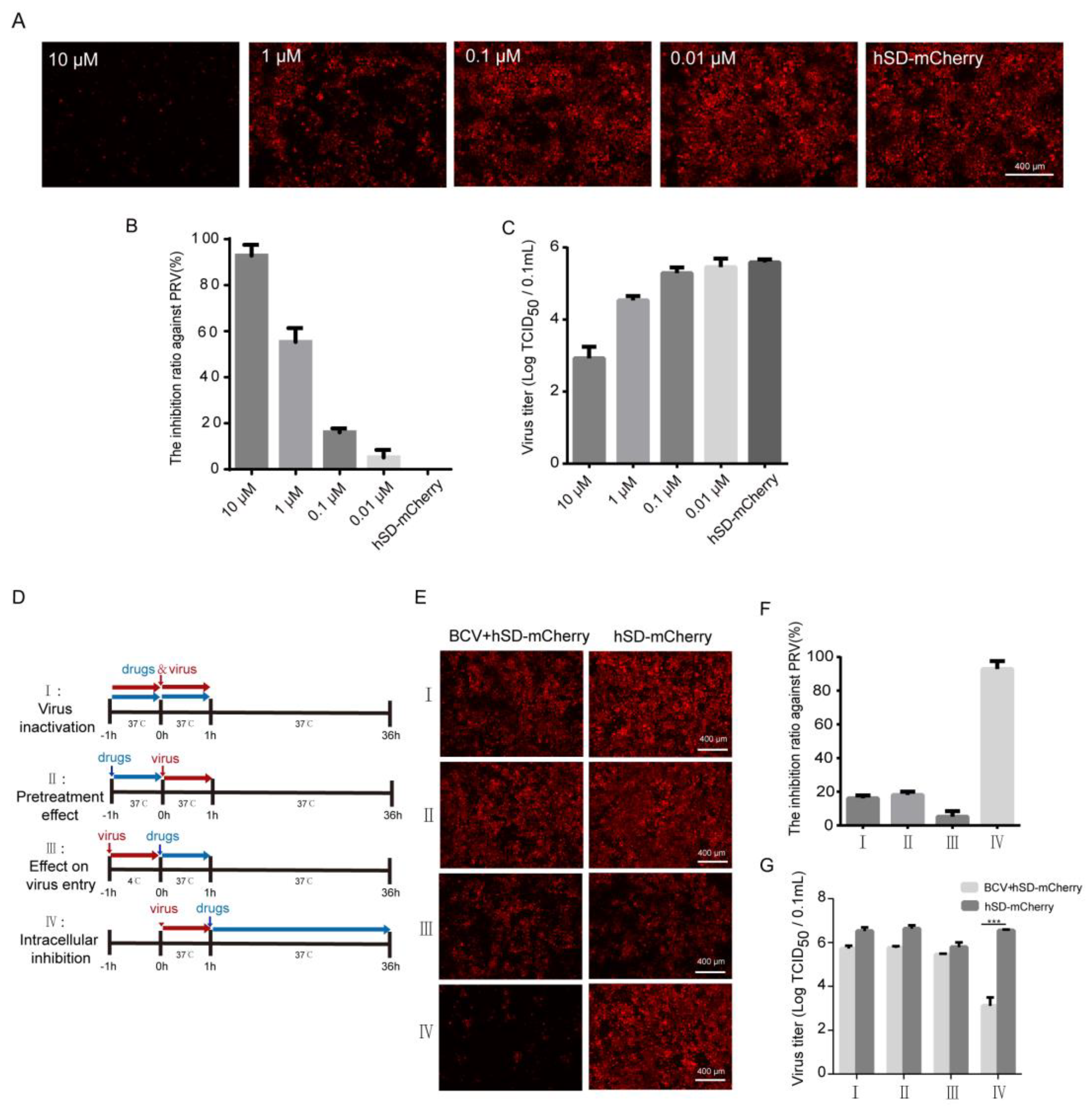 Viruses 16 00464 g006