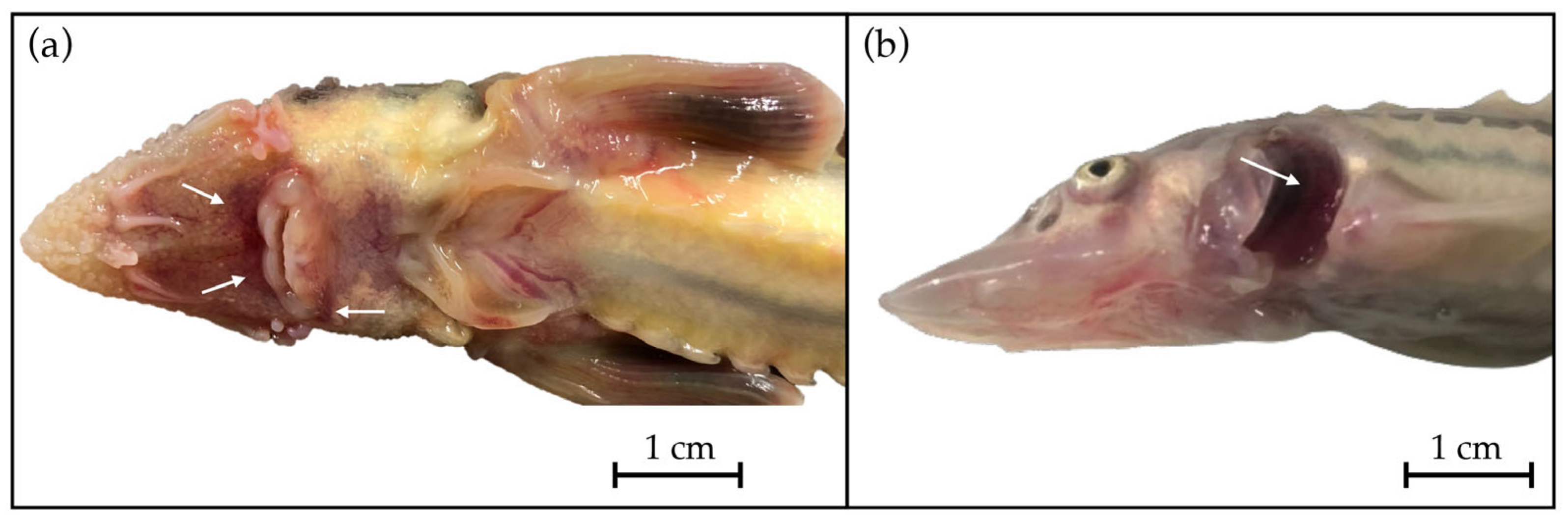 Viruses 16 00465 g001
