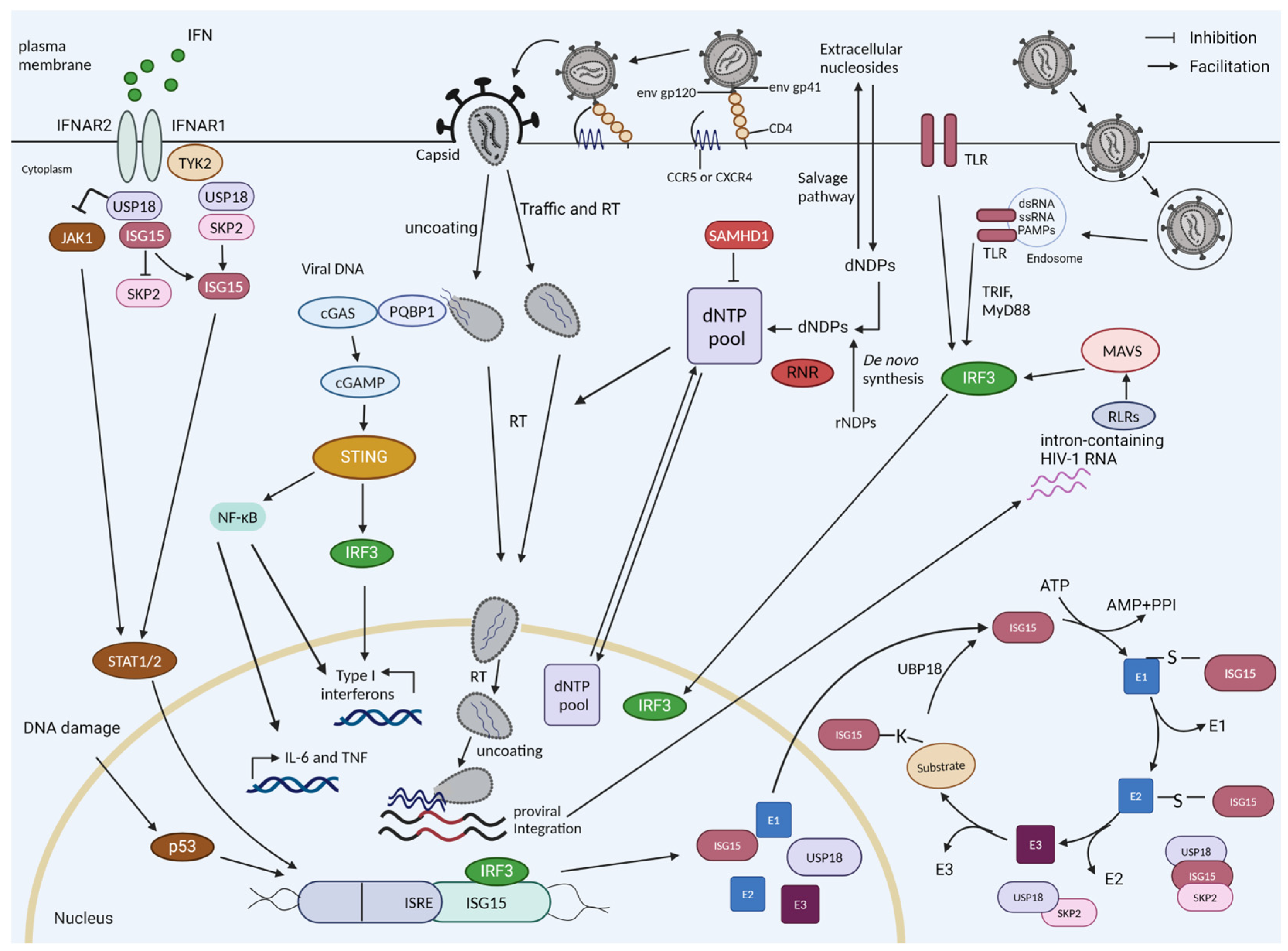 Viruses 16 00485 g001