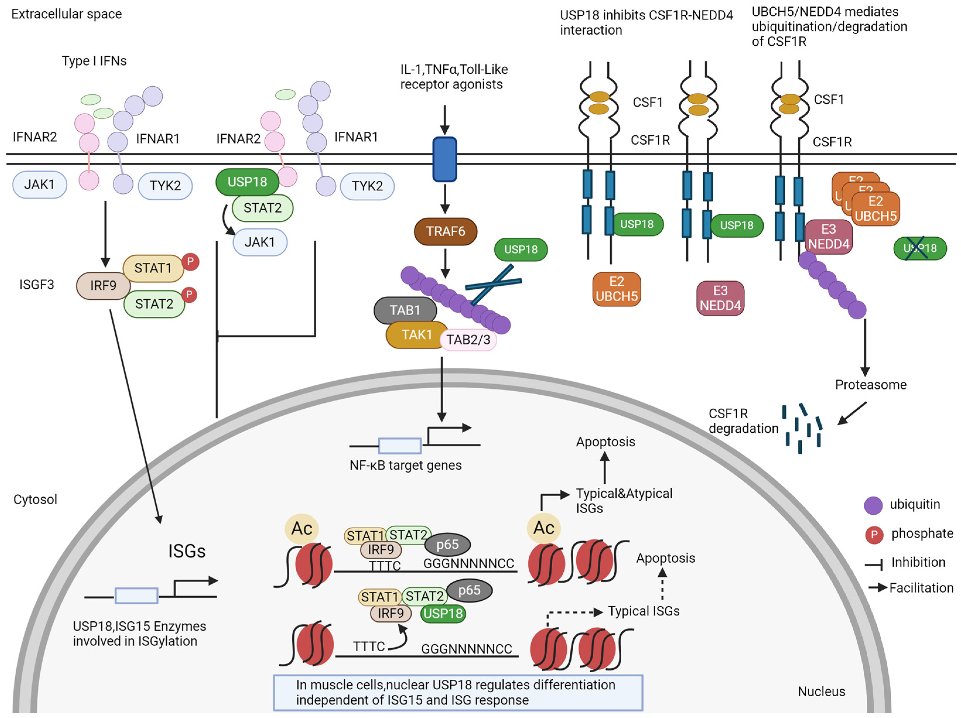 Viruses 16 00485 g002