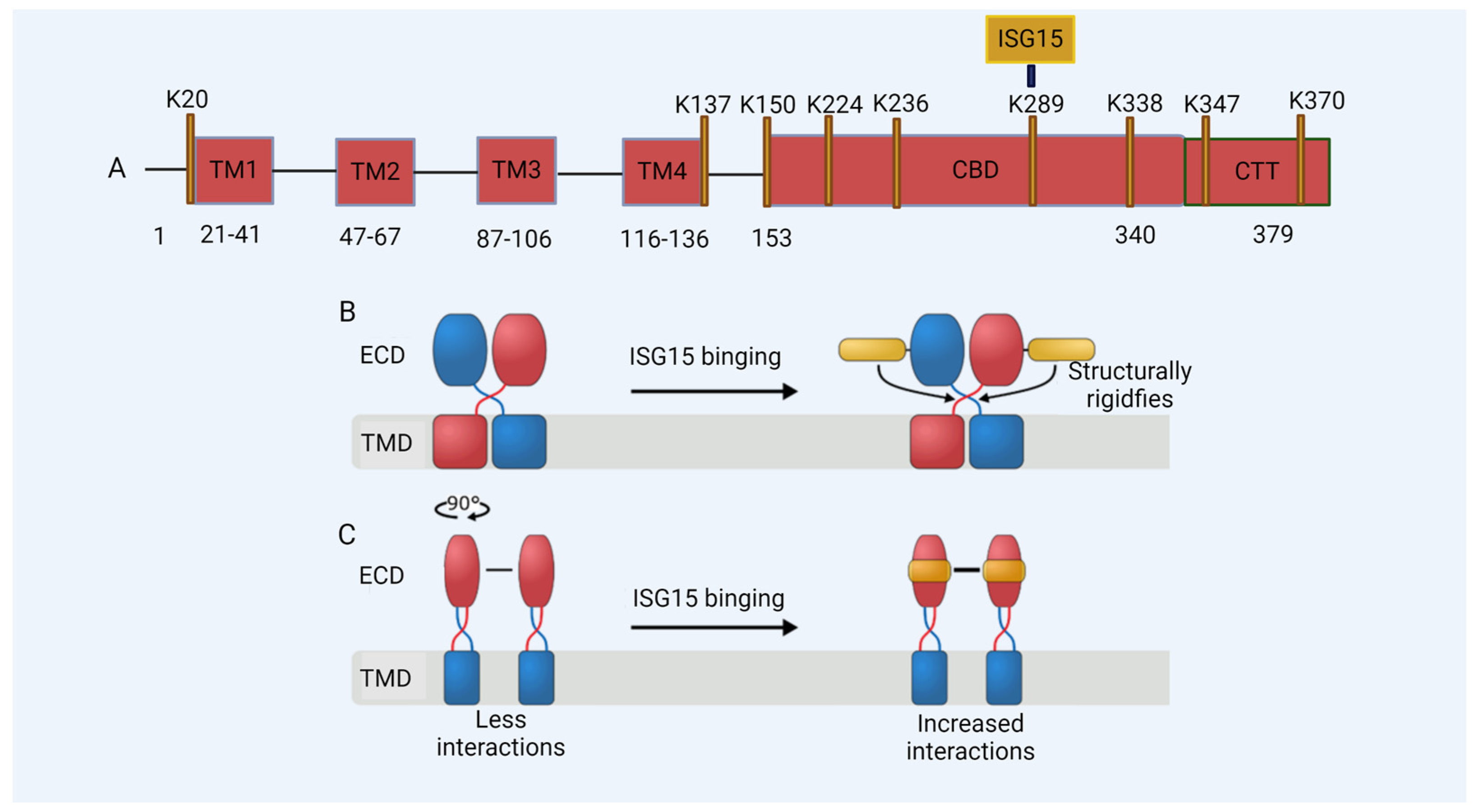 Viruses 16 00485 g003