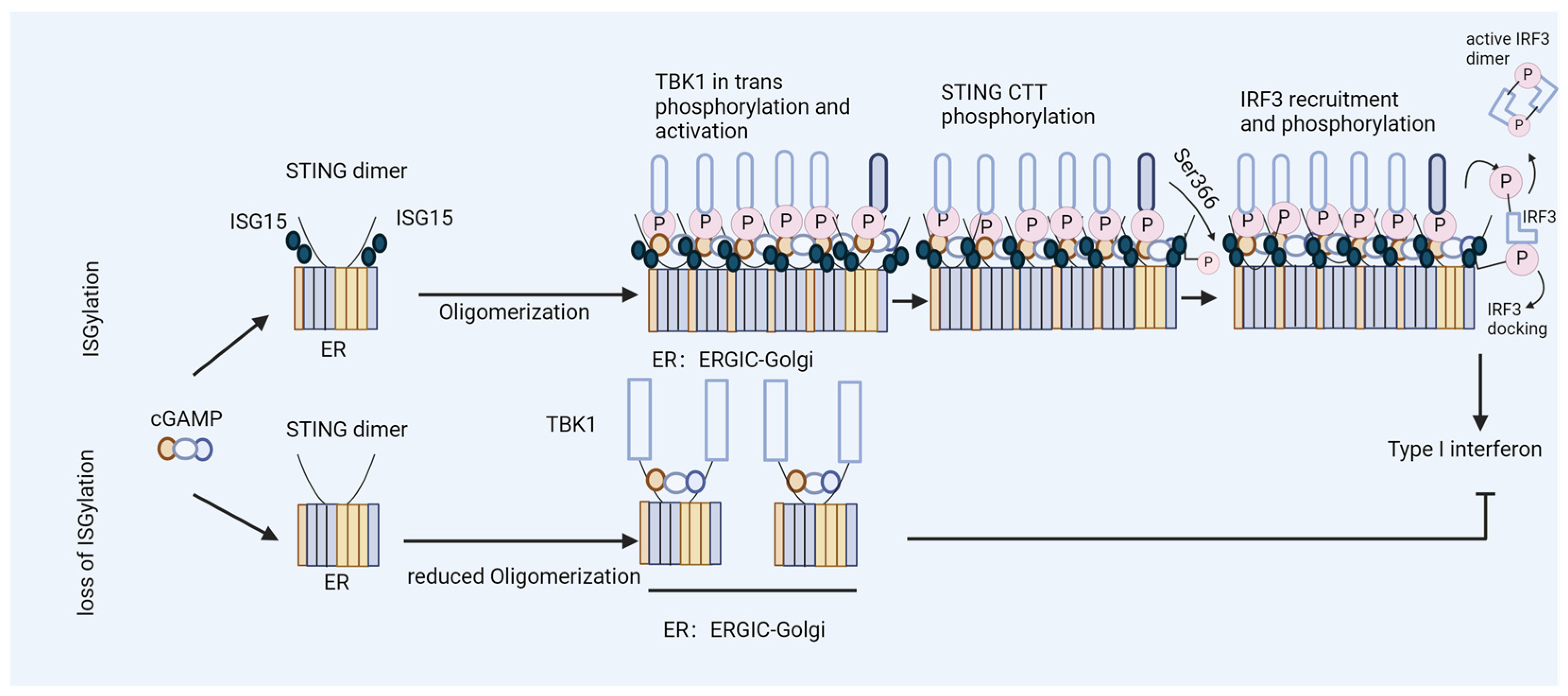 Viruses 16 00485 g004