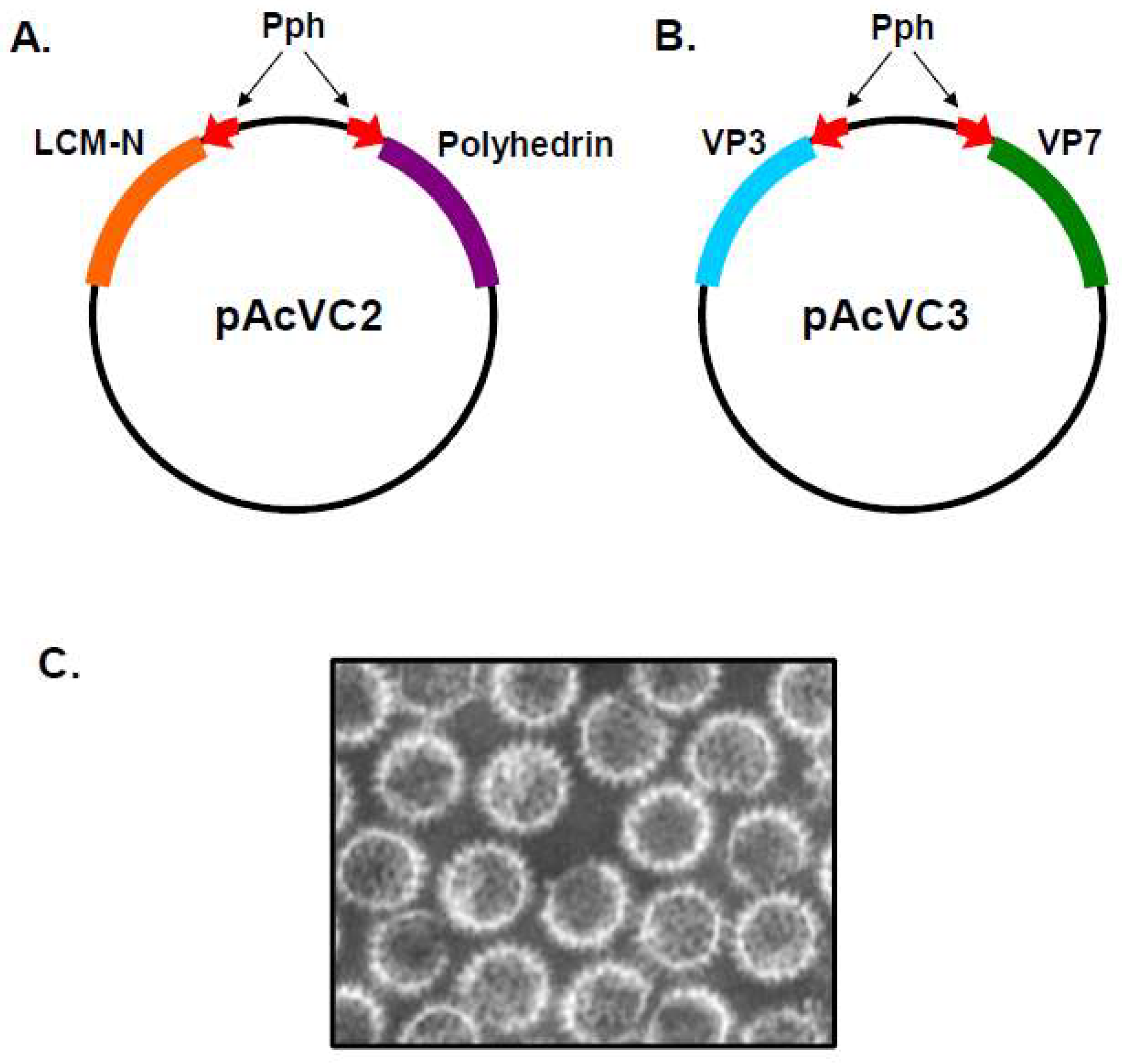 Viruses 16 00492 g001