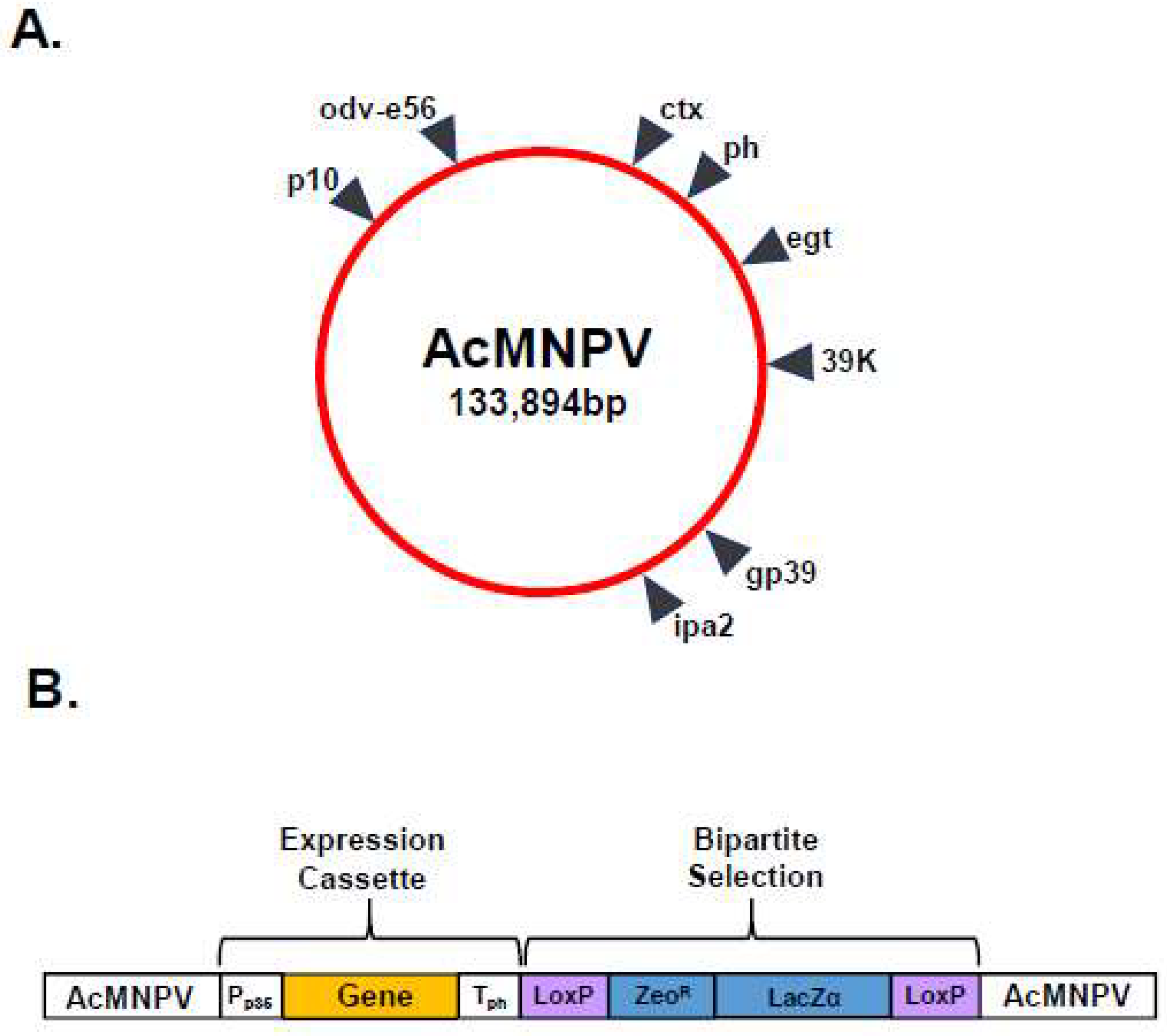 Viruses 16 00492 g003