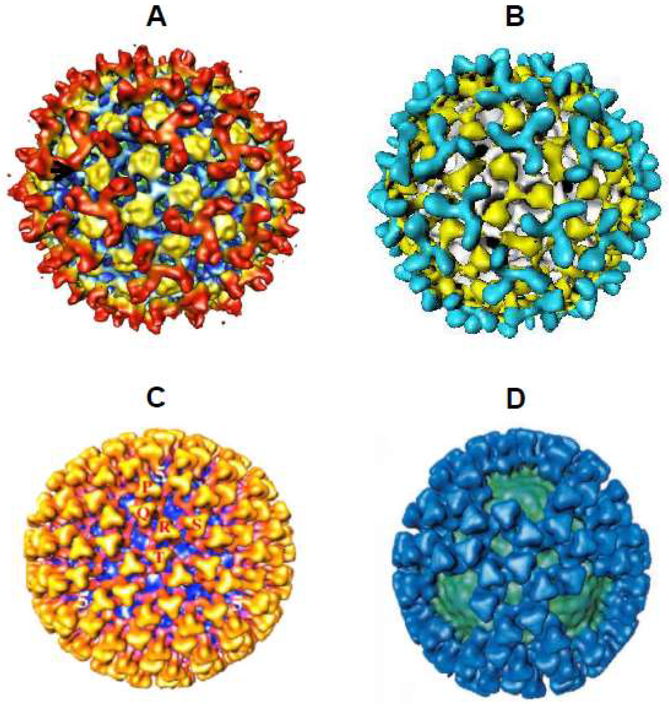 Viruses 16 00492 g004