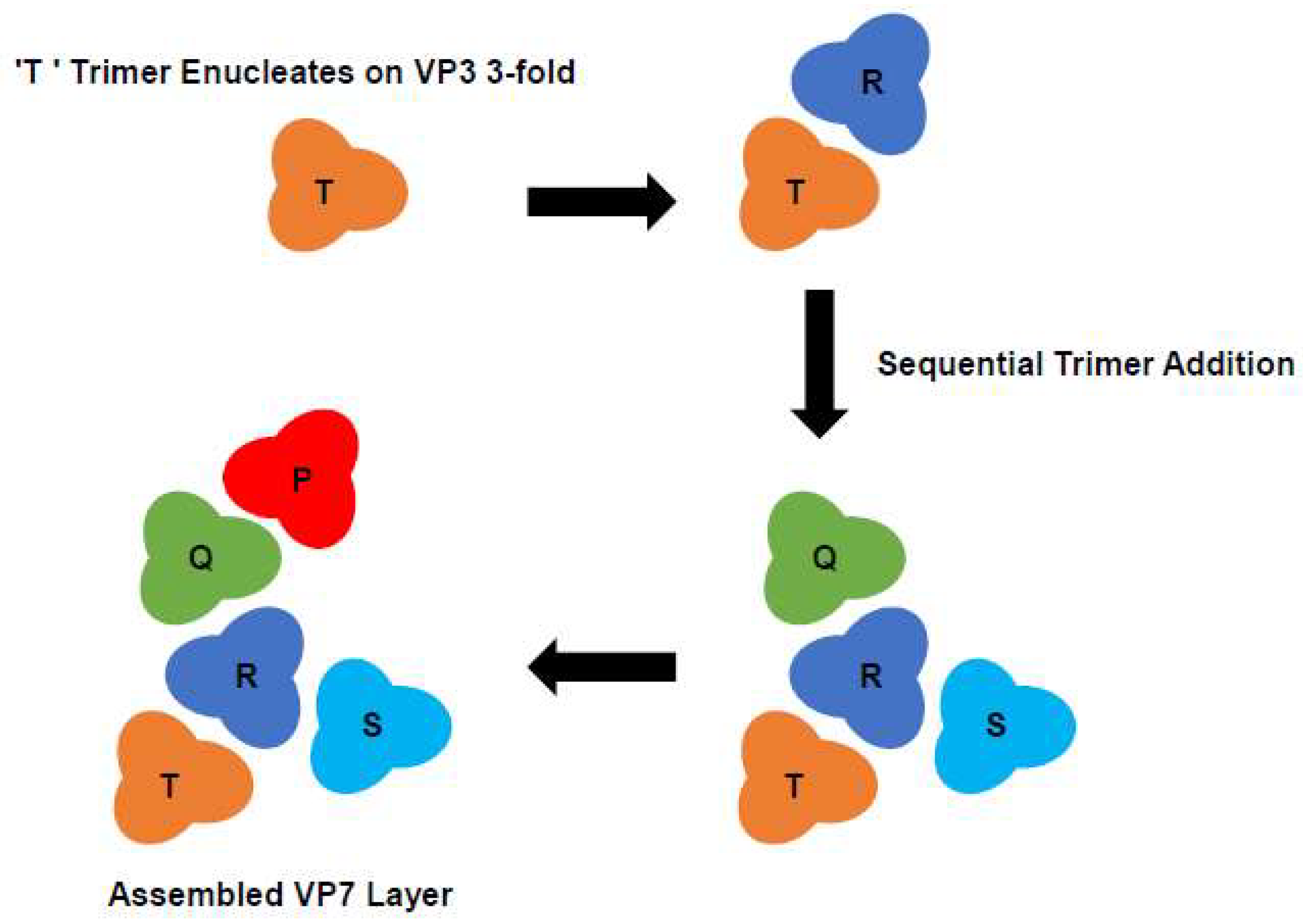 Viruses 16 00492 g005