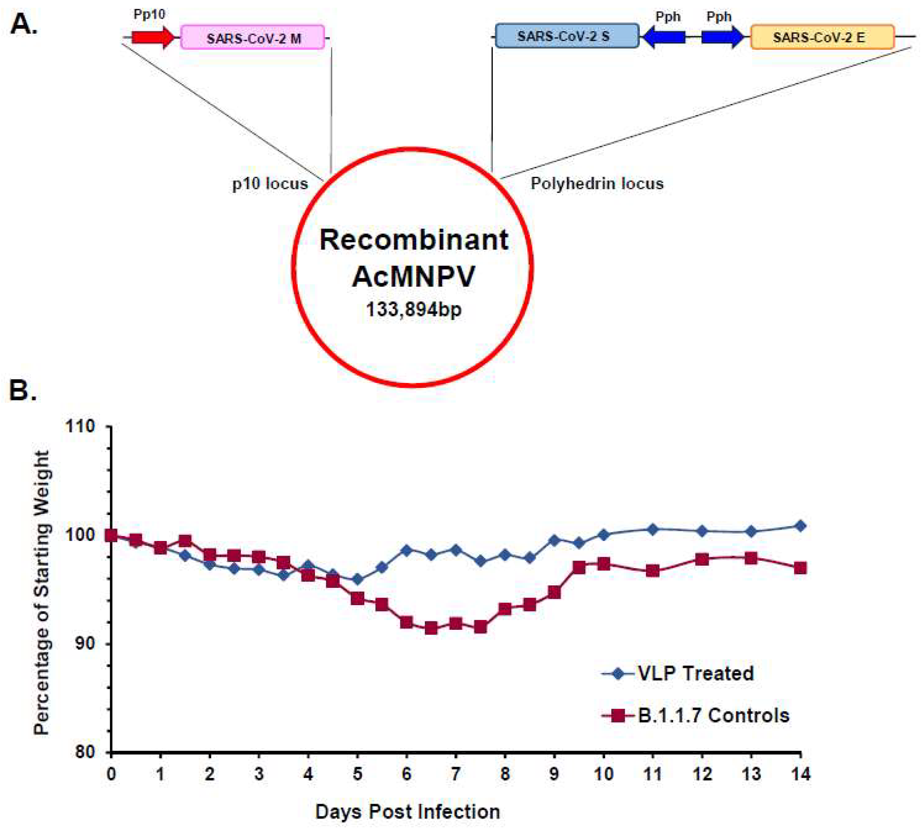 Viruses 16 00492 g008