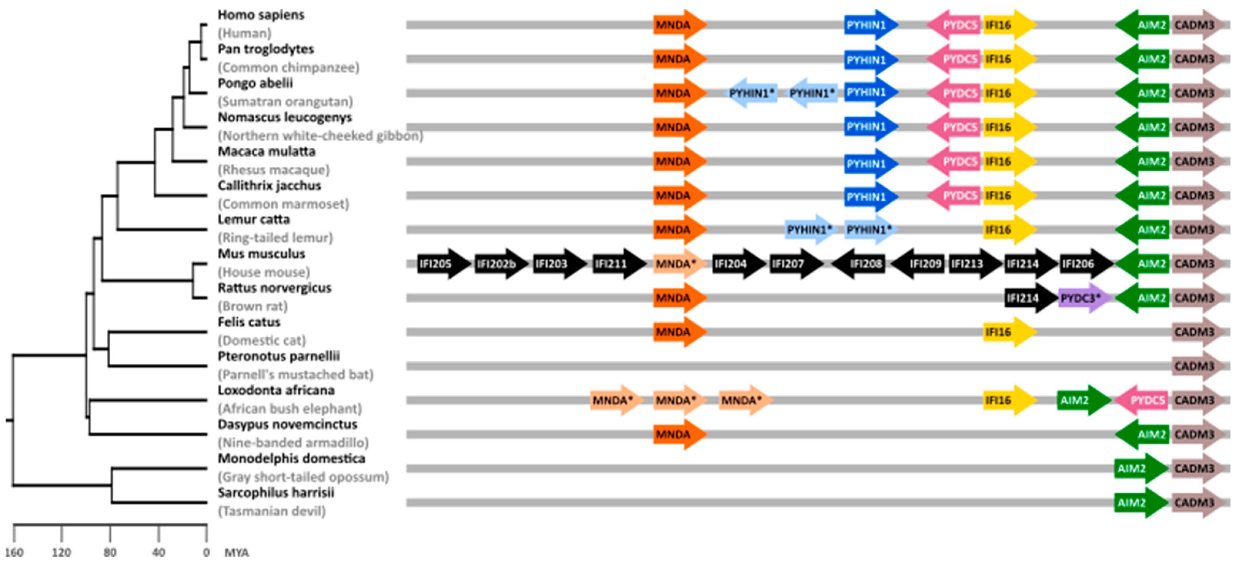 Viruses 16 00493 g001 Viruses 16 00493 g001