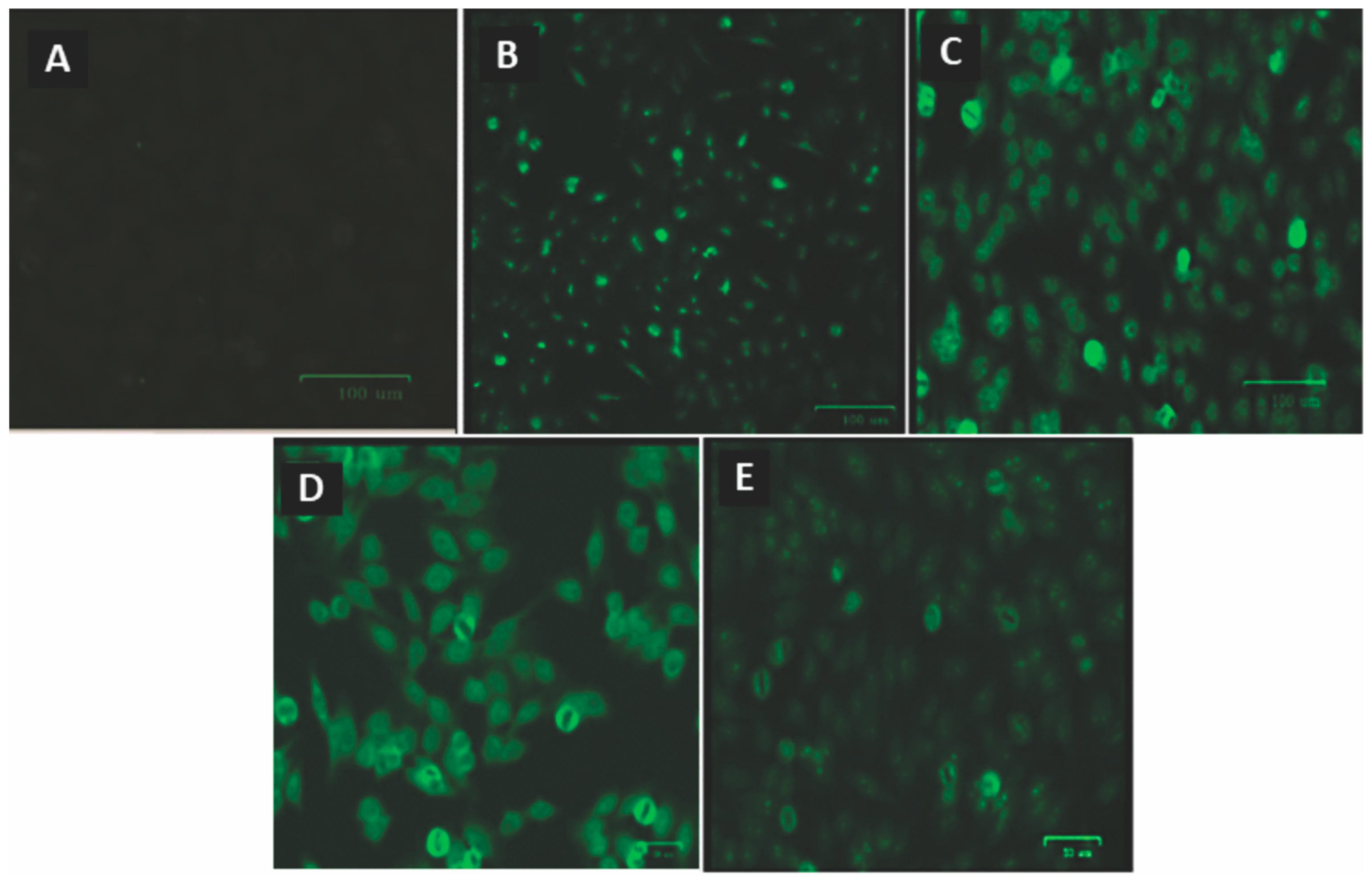 Viruses 16 00499 g004