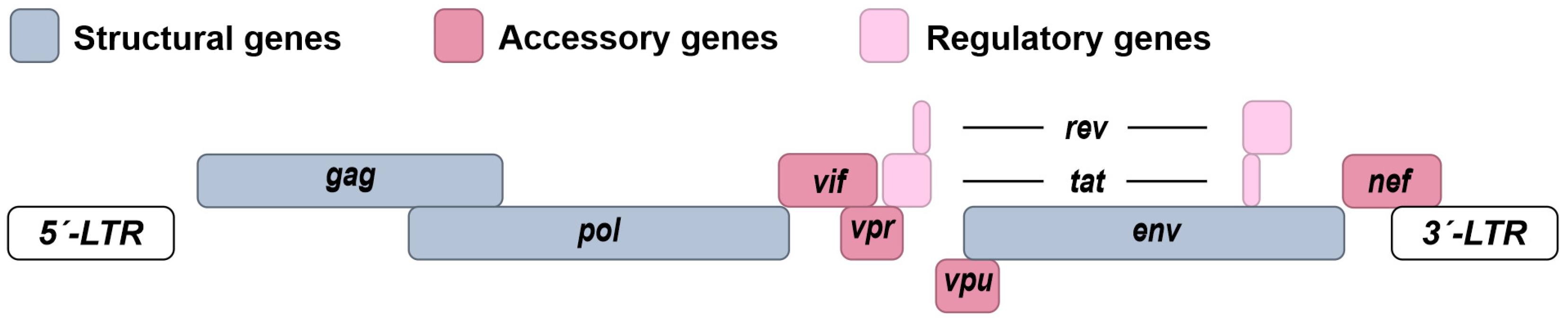 Viruses 16 00500 g002