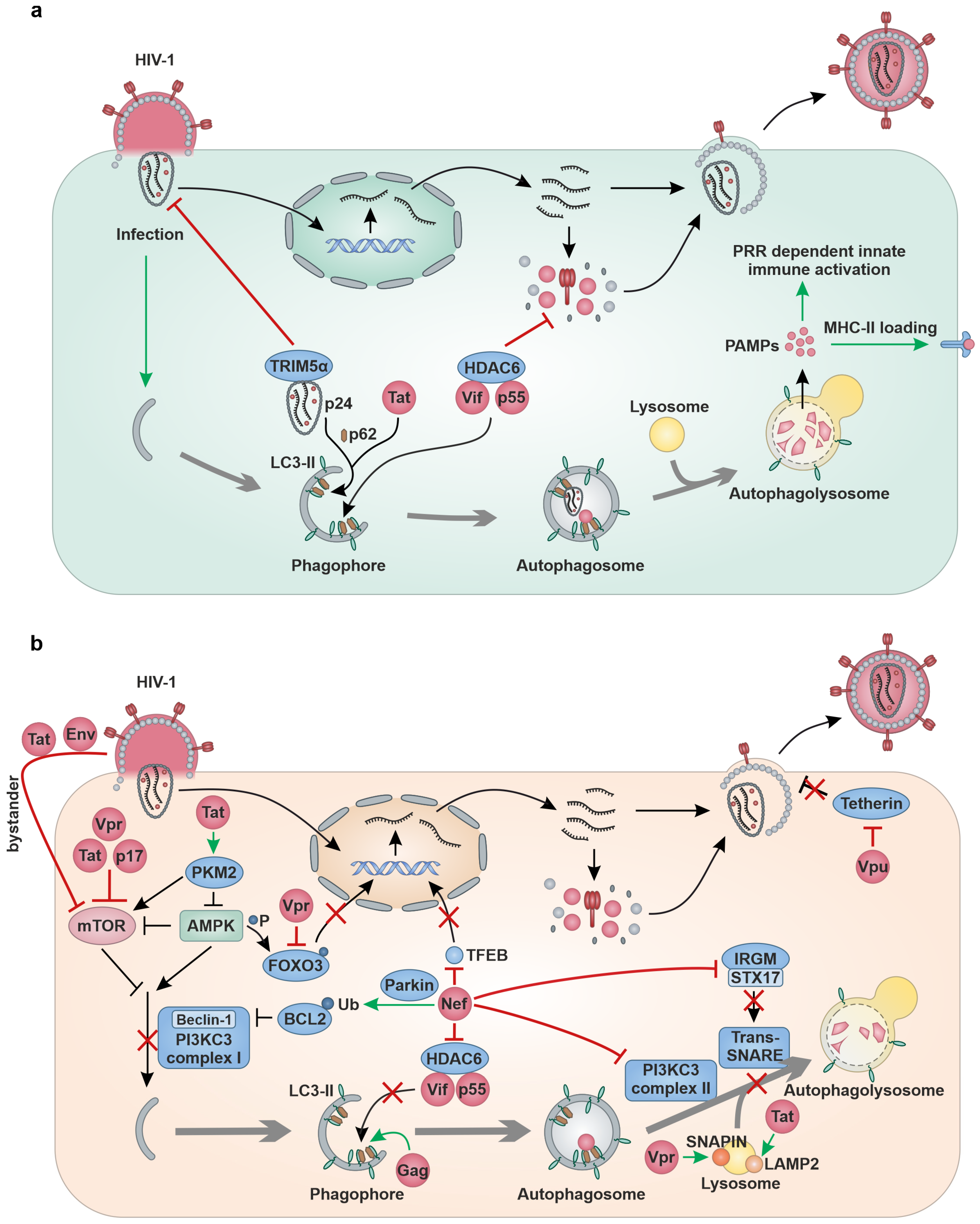 Viruses 16 00500 g003