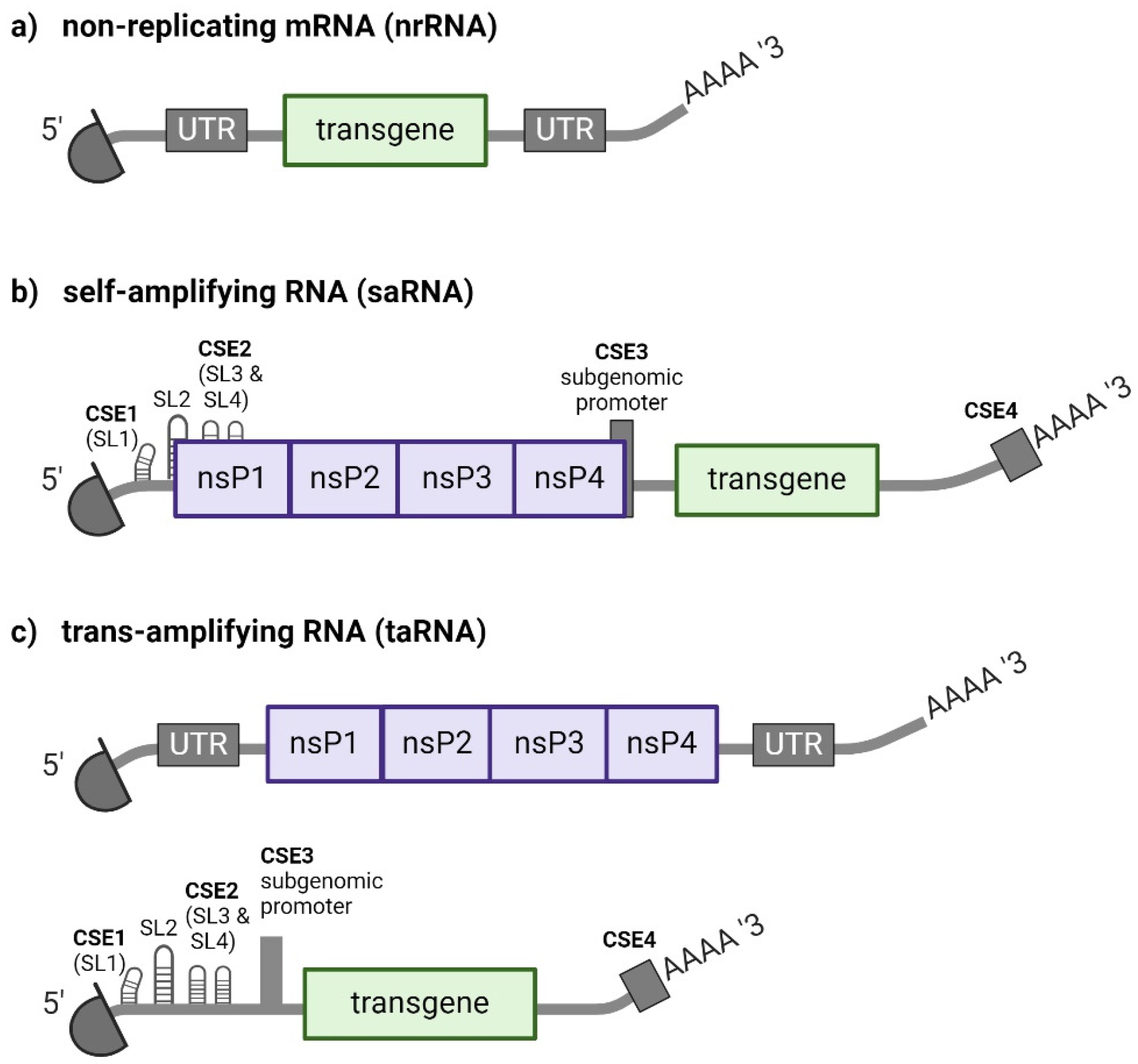 Viruses 16 00503 g001