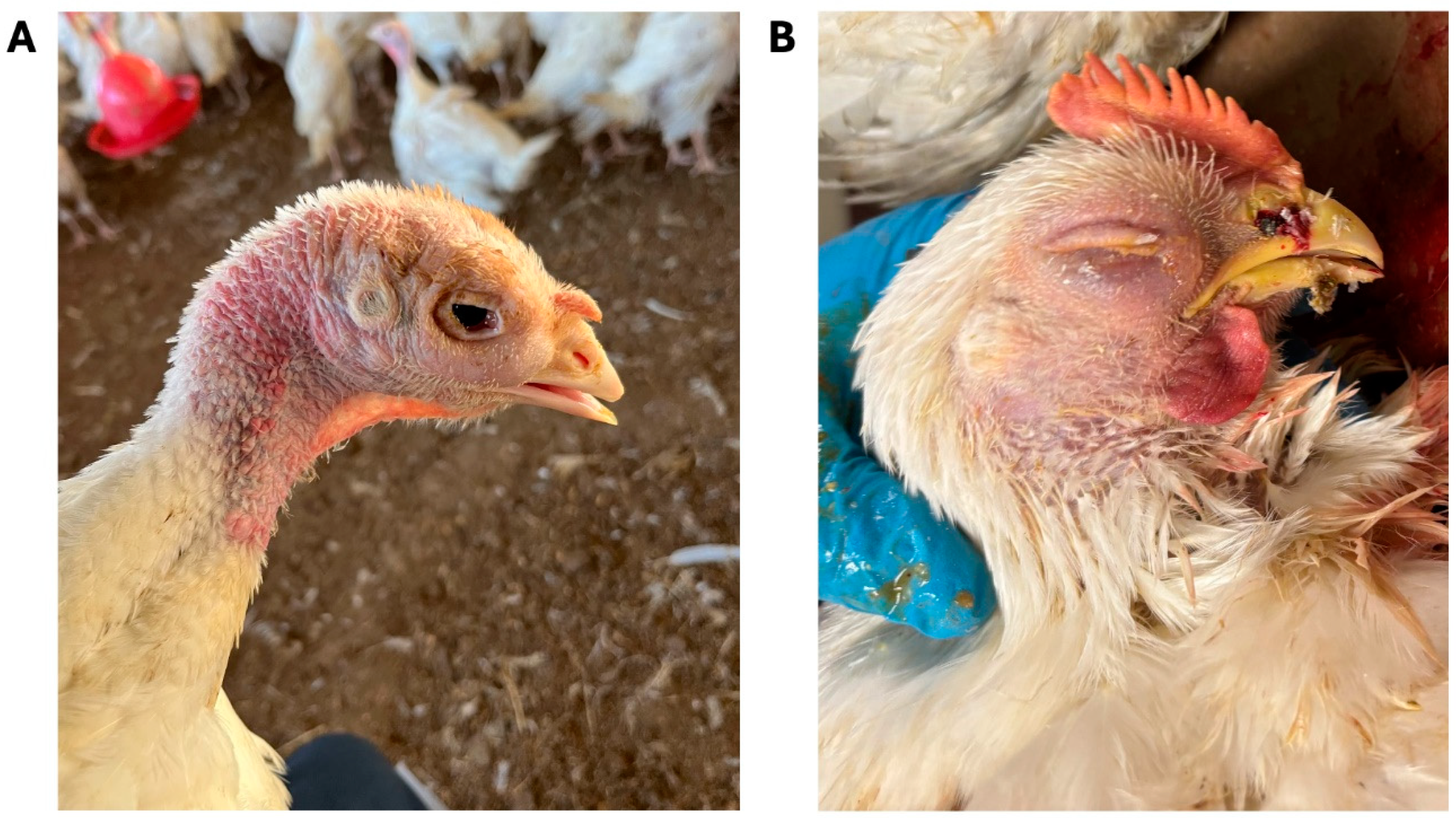 Viruses 16 00508 g001